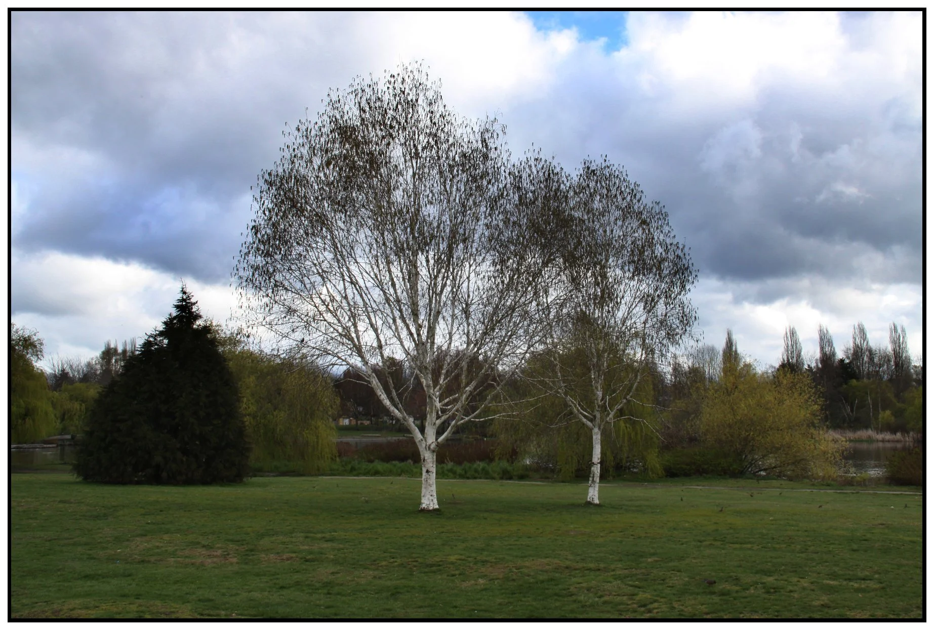 Trout lake Tree_Mar 31_2010_1600_4x6s.jpg