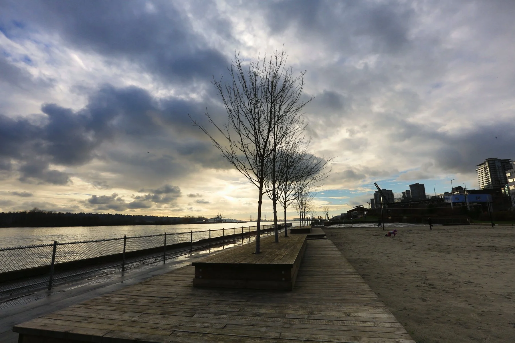 New West Trees_Nov 28_2016_HDR_L2372_4x6.jpg