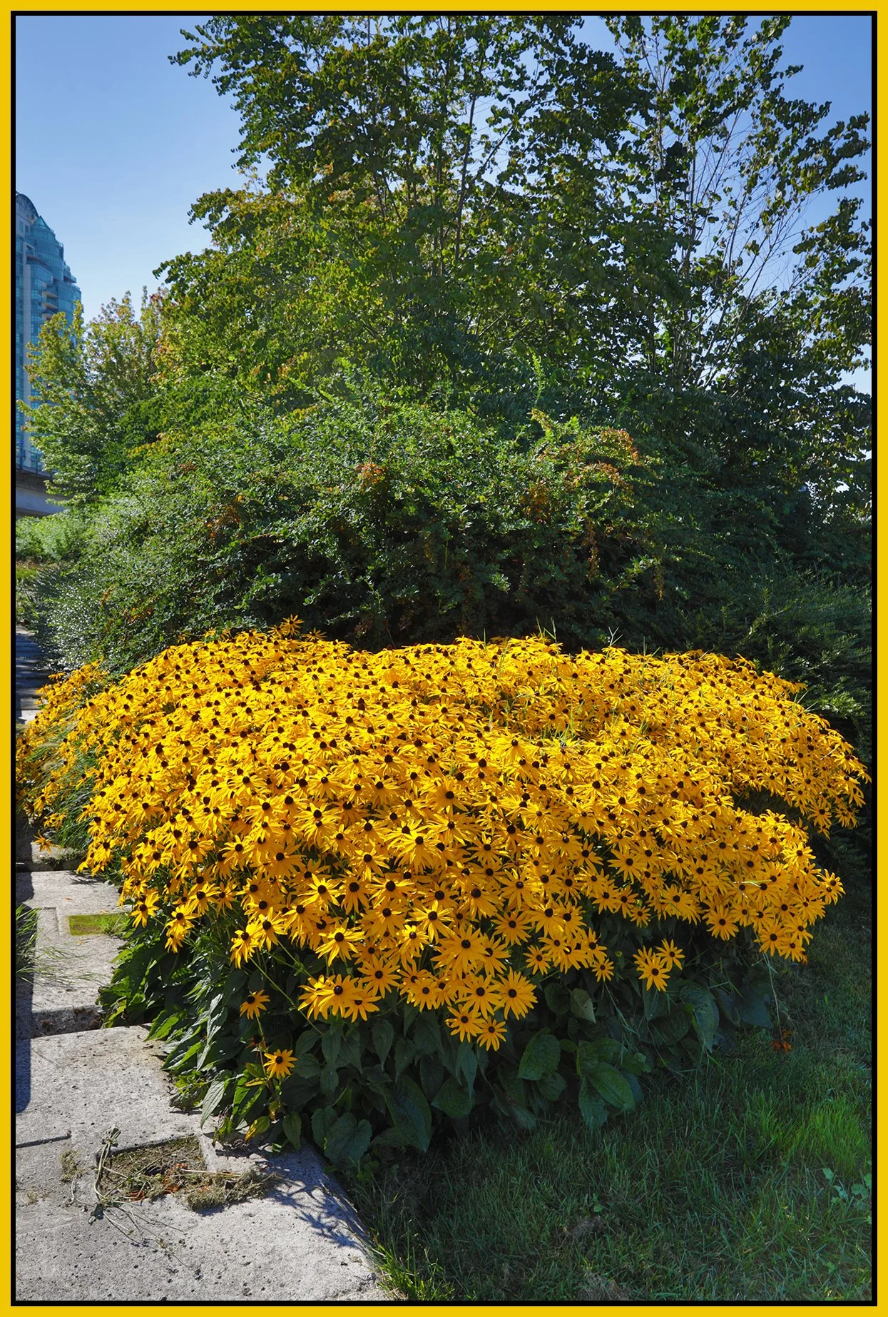 Flowers Rubicana_Aug 21_2026_HDR_4L1116_4x6s.jpg