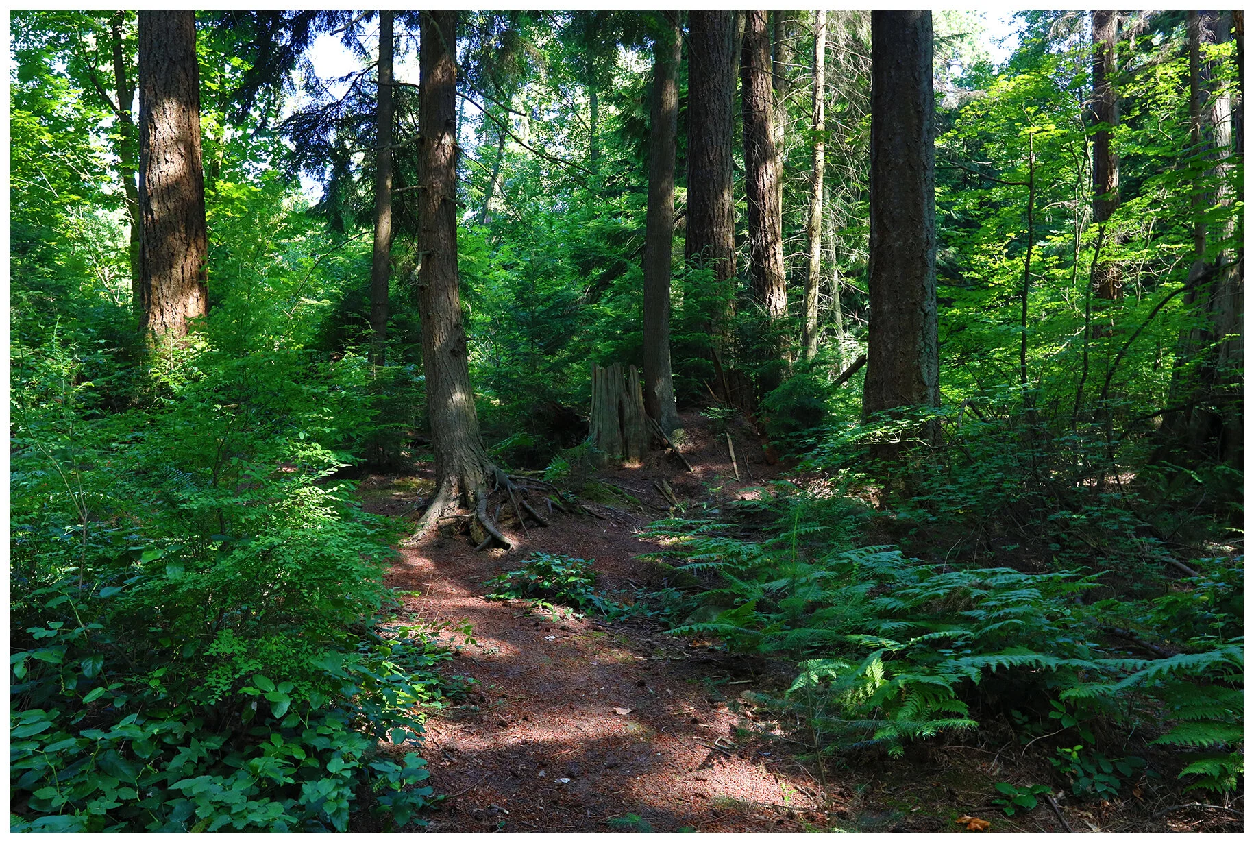Trees in Stanley Pk_Jul 21_2020_HDR_4F4681_4x6s.jpg
