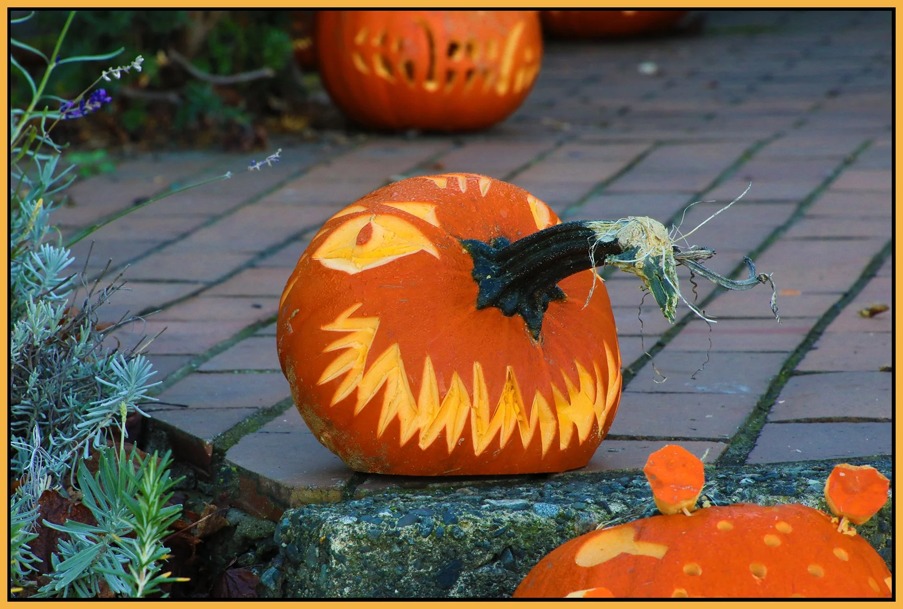 Pumpkin_Oct 31_2021_HDR_4G4494_4x6s.jpg