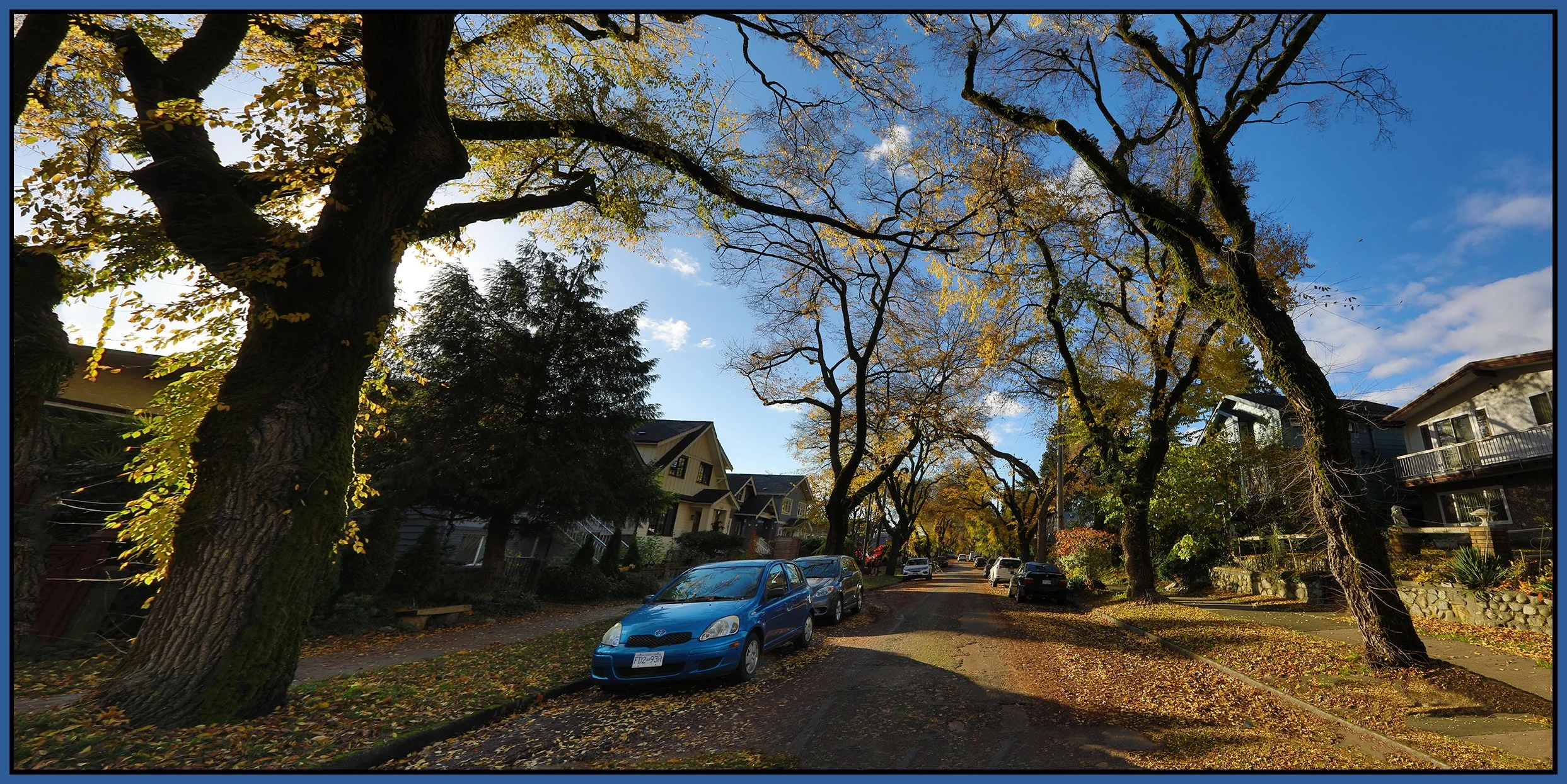 E 6th Ave Trees_Oct 29_2021_HDR_Pan_5A8885_4x8s.jpg