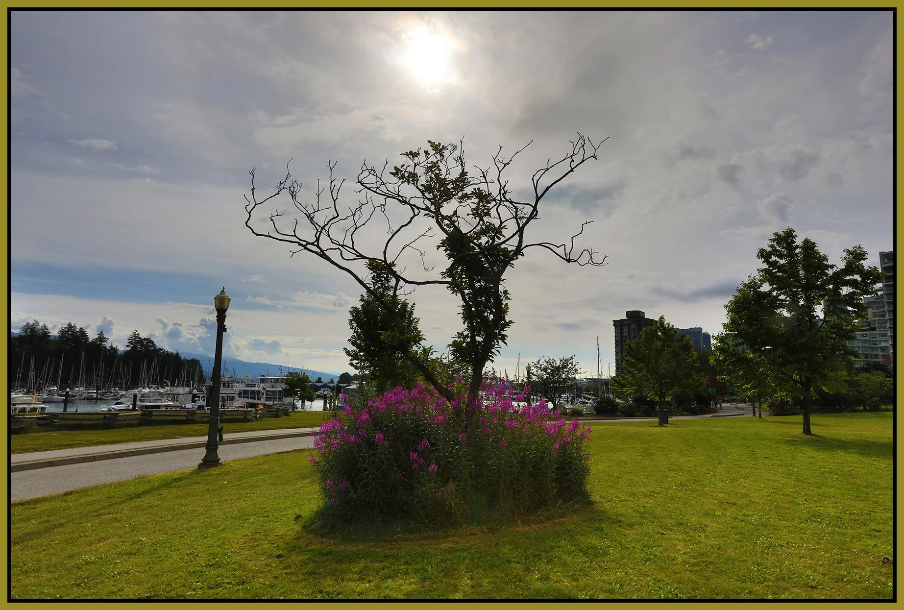 Devonian Pk Tree_Jul 9_2022_HDR_5B0137_4x6s.jpg