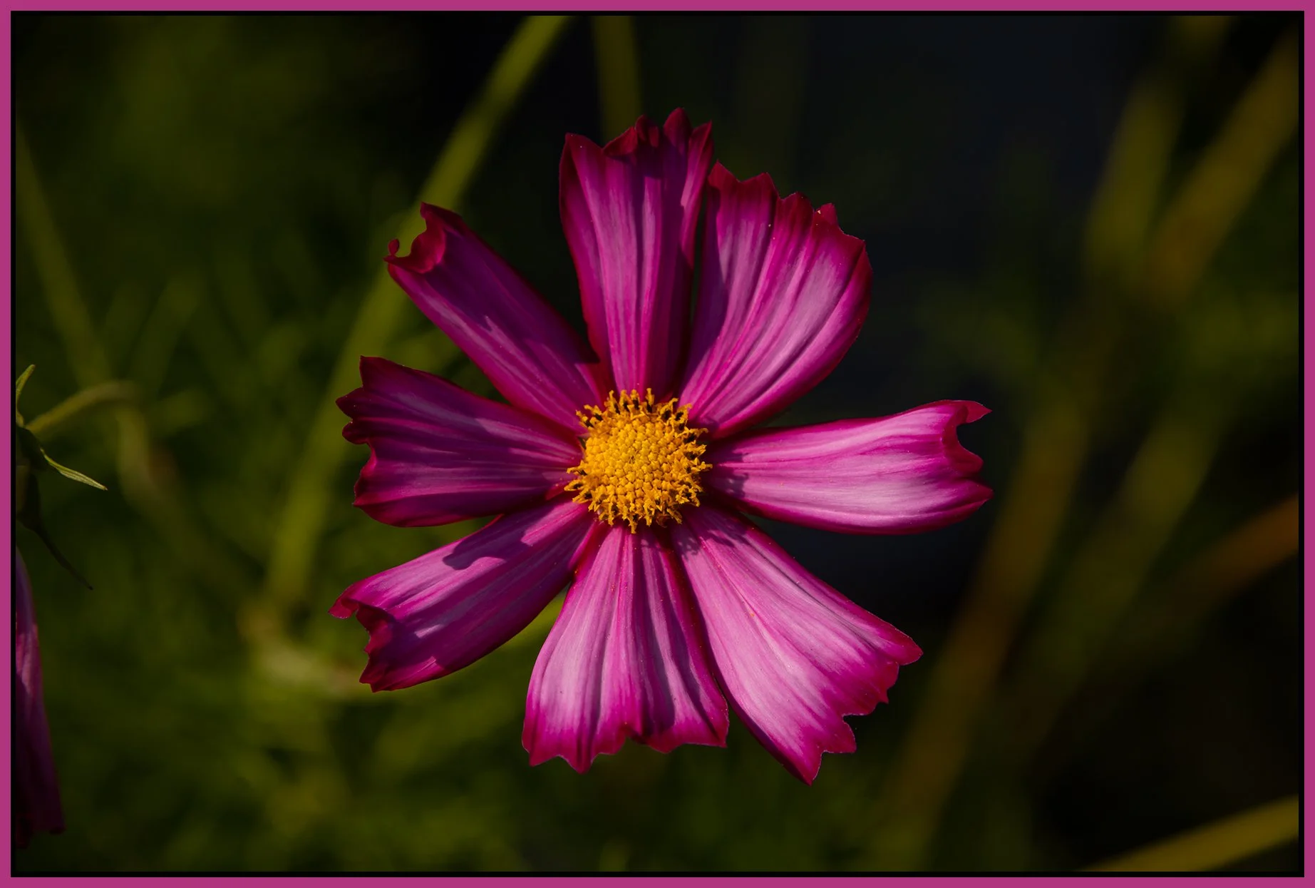 Flowers New West_Aug 6_2026_CR2_4L9039_4x6s.jpg