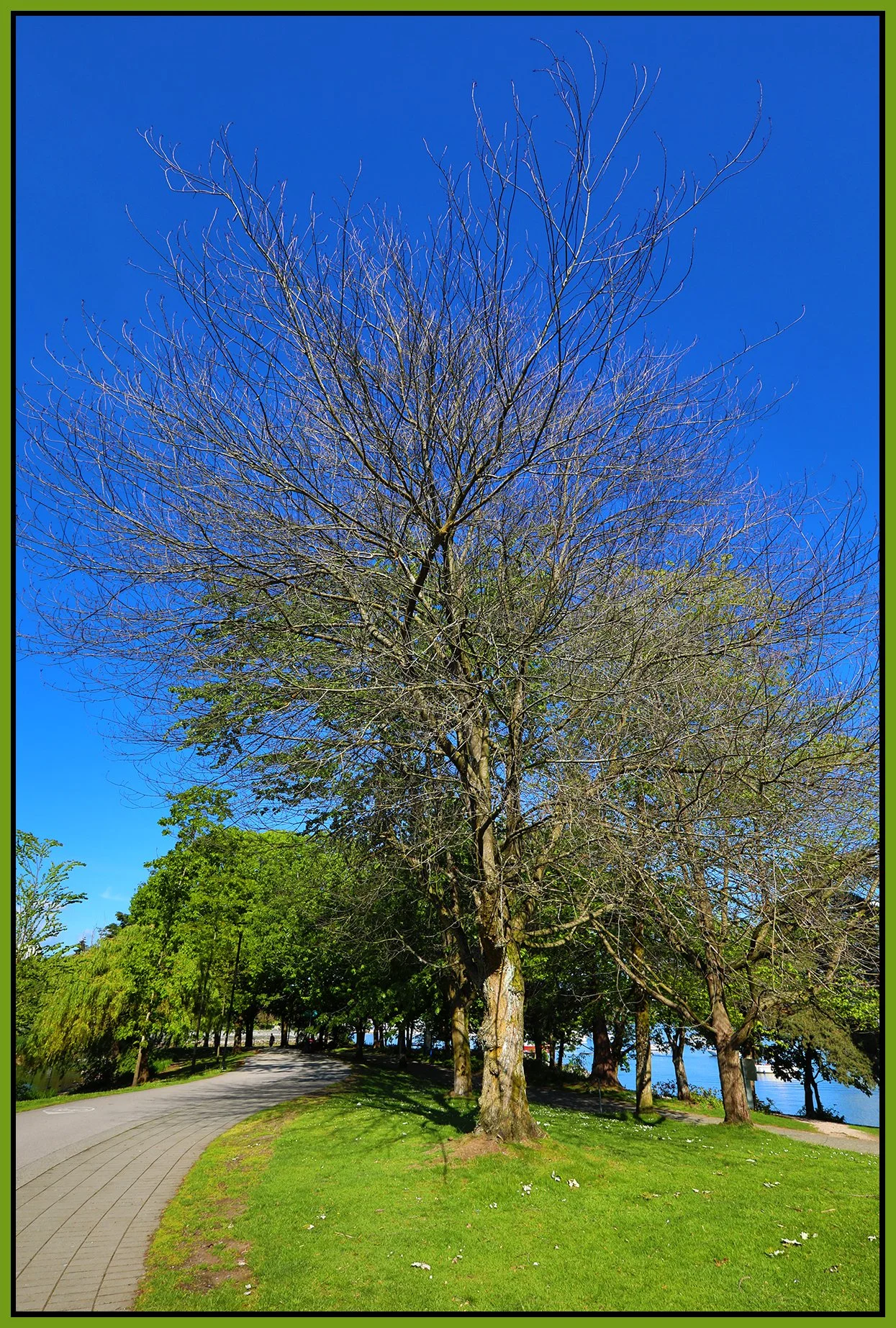 Charleson Park Tree_May 20_2024_HDR_4H9067_4x6s.jpg
