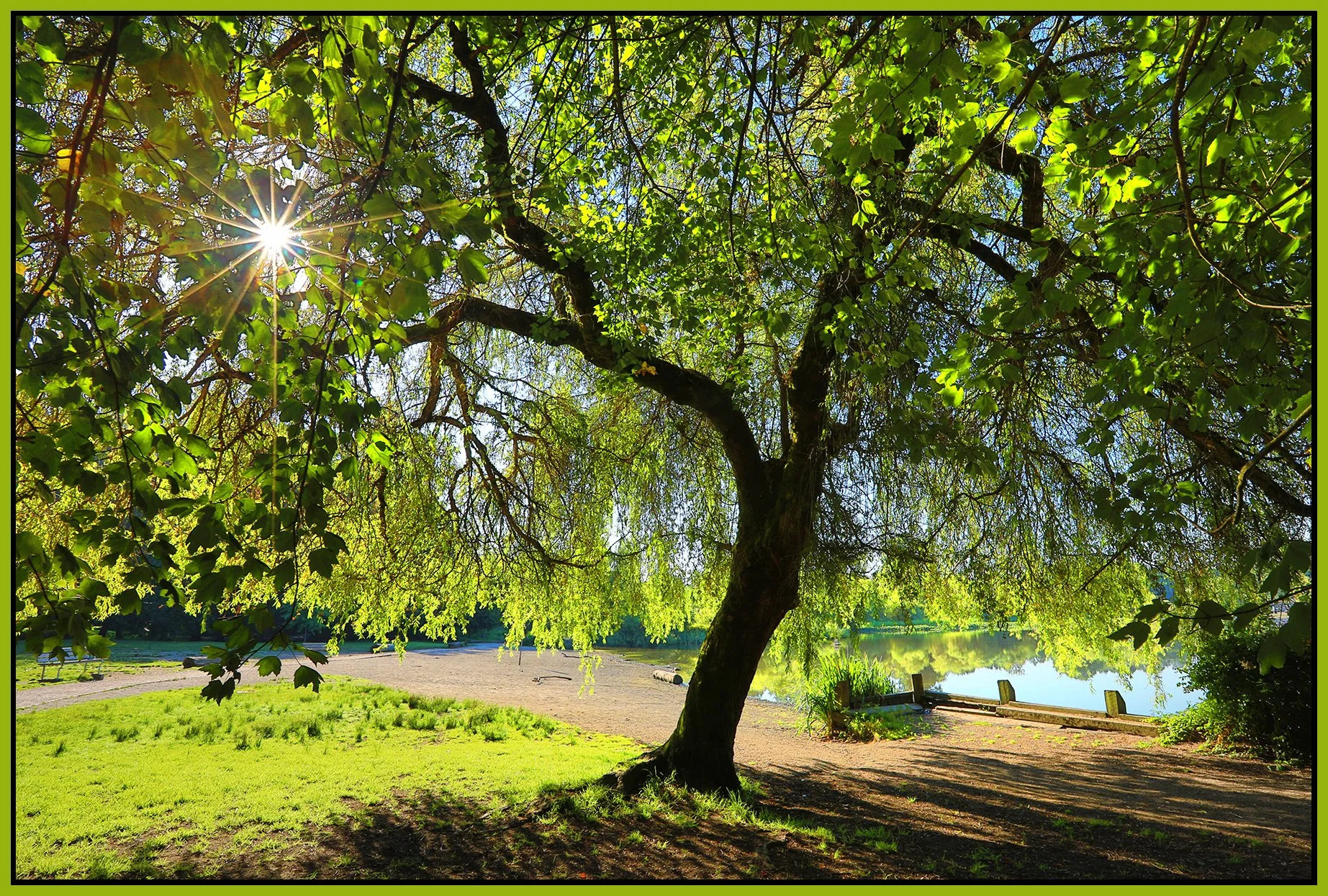 Trout Lake Tree_Jul 29_2022_HDR_5B4022_peWater_4x6s.jpg