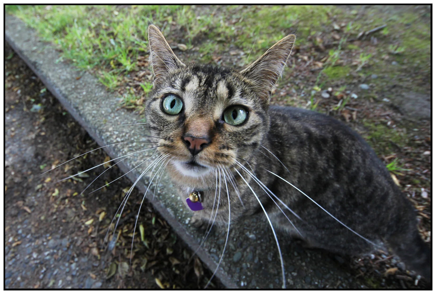 Wall-e Cat_Jul 24_2011_3996_4x6s.jpg