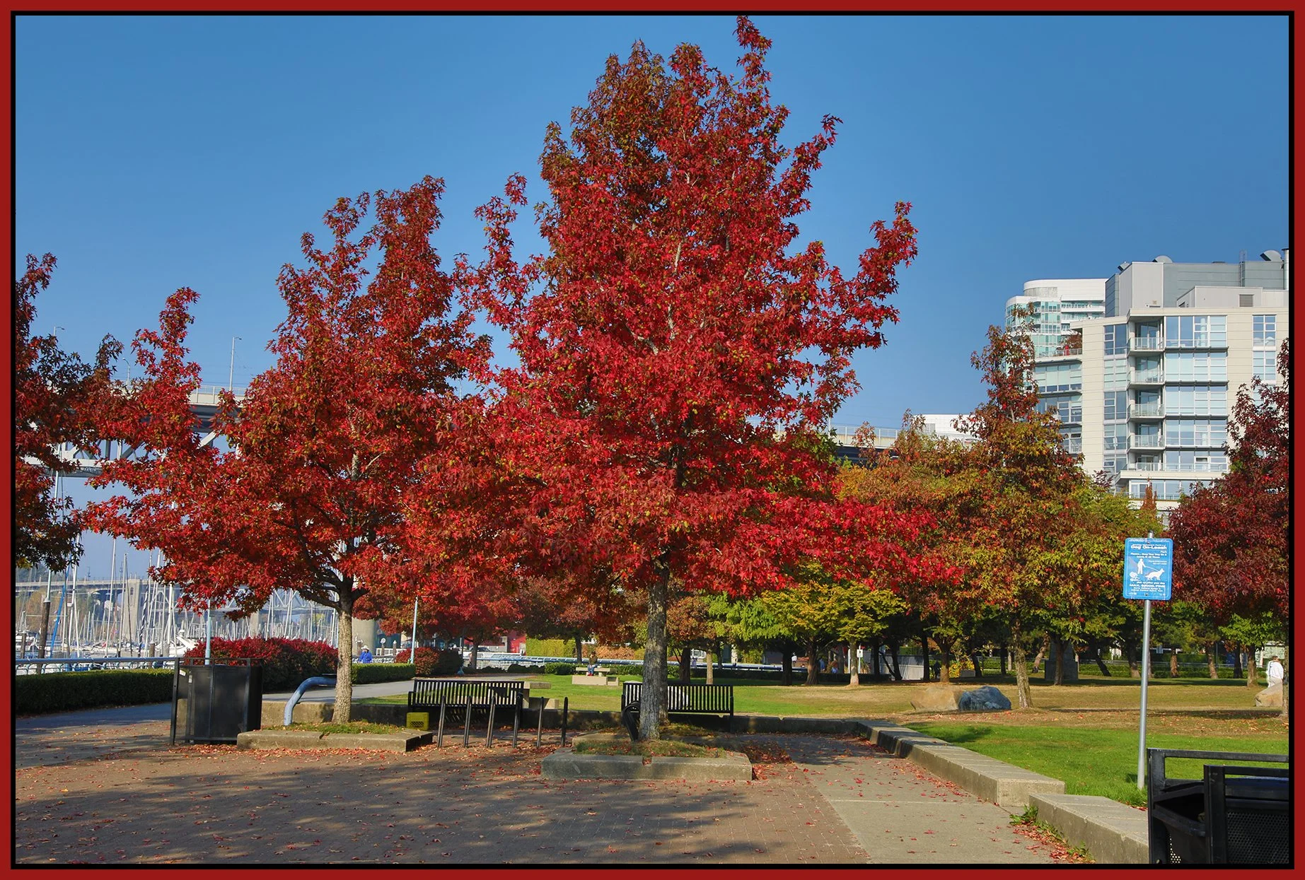 Fall Trees_Oct 19_2022_HDR_4H4178_4x6s.jpg