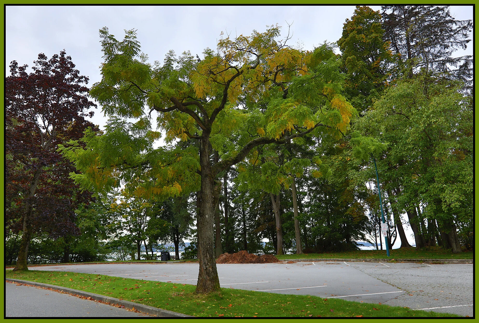 Stanley Park Tree_Oct 8_2021_HDR_5A5812_4x6s.jpg