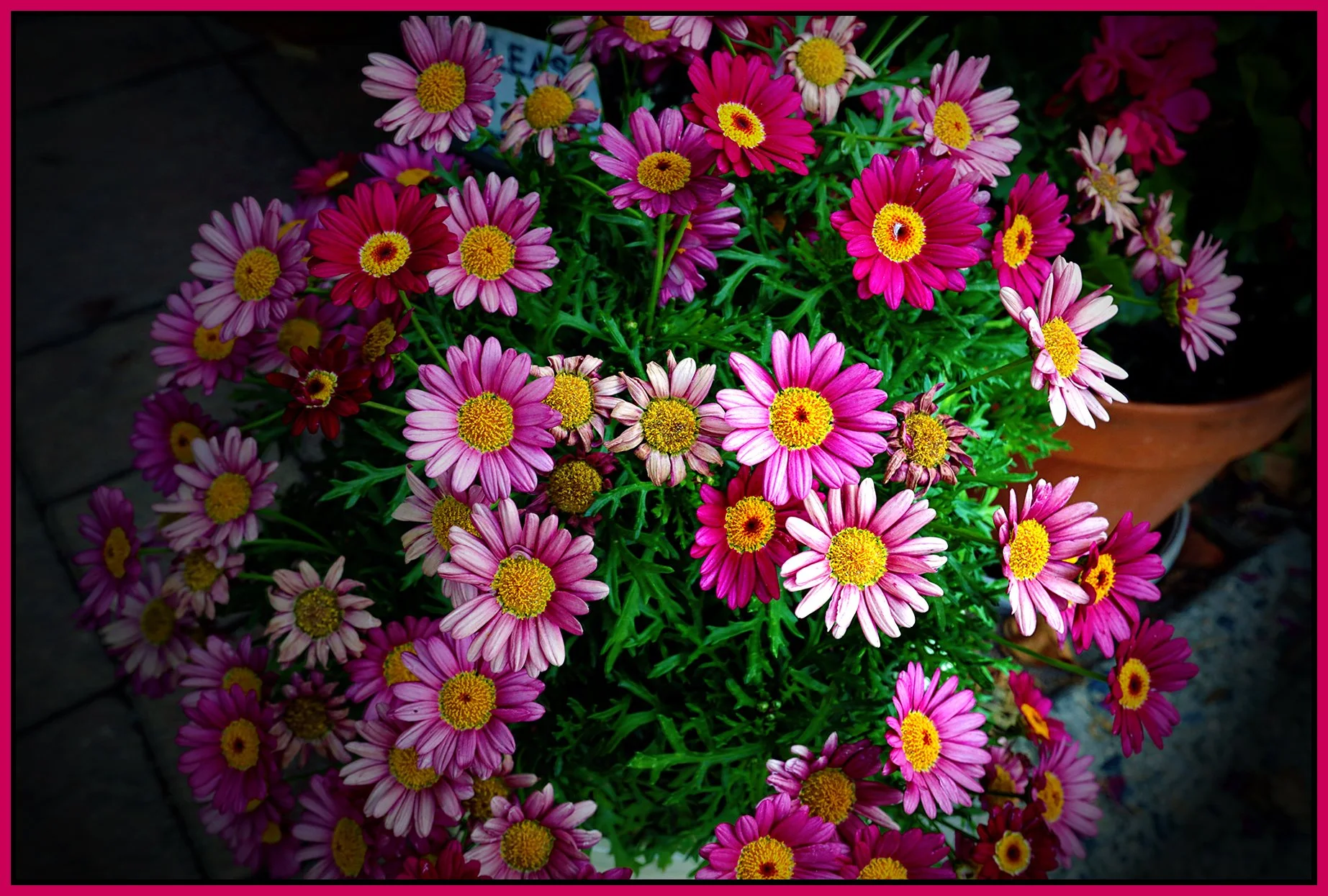 Flowers 2300 W Broadway_Aug 9_2026_HDR_4L9577_pePopDrkn_4x6s.jpg