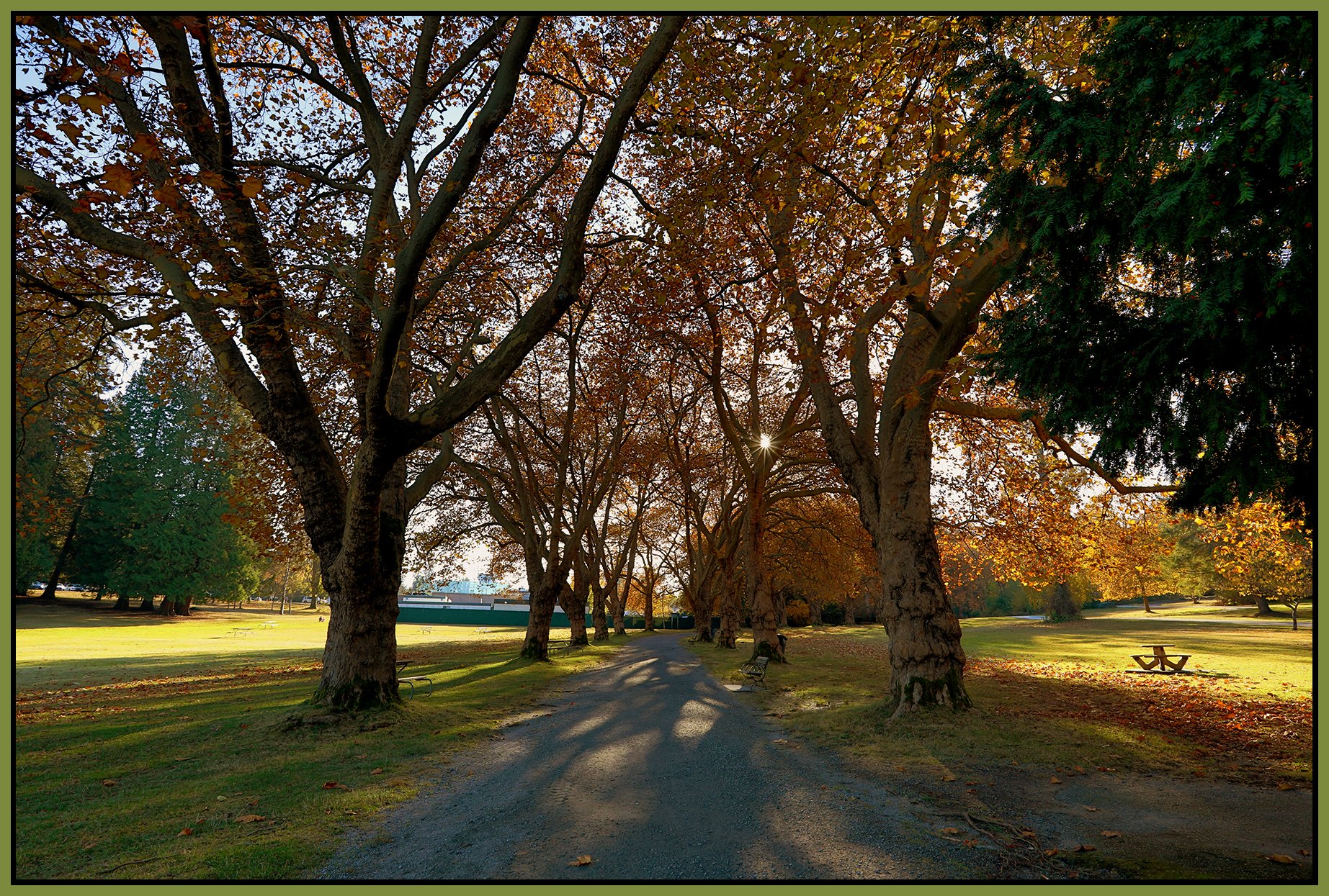 Stanley Pk Trees_Nov 18_2022_HDR_5C6938_peFbColBalDhz_4x6s.jpg