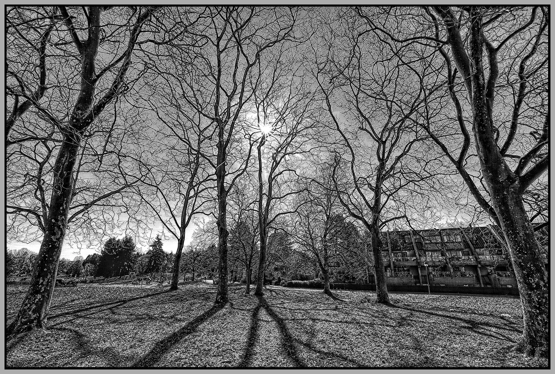 Charleson Pk Trees Vancouver_Mar 20_2019_HDR_E7456_peSoftPncl_4x6s.jpg
