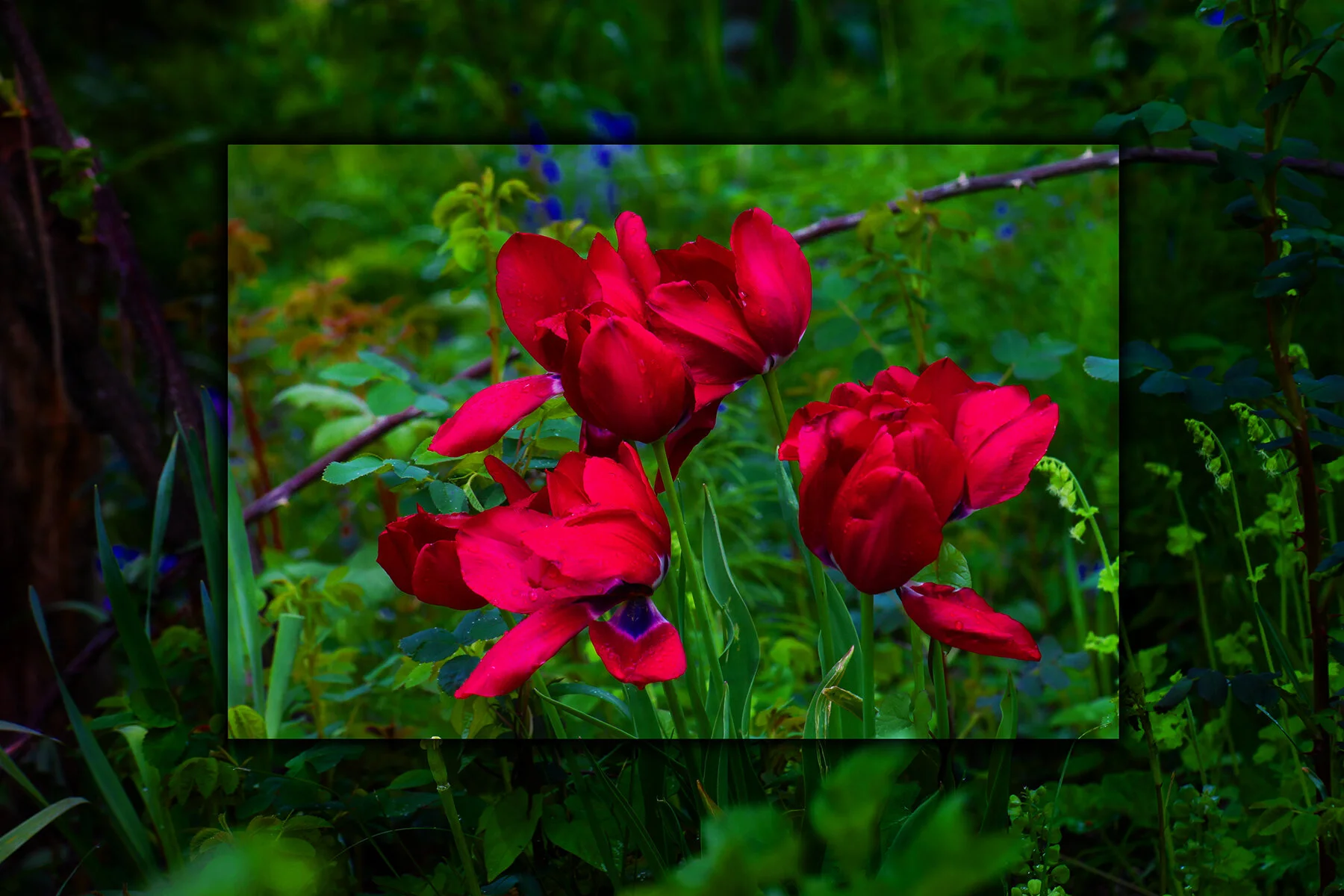 Flowers Tulips_May 3_2020_HDR_4F5917_1_peExqstText006_4x6.jpg