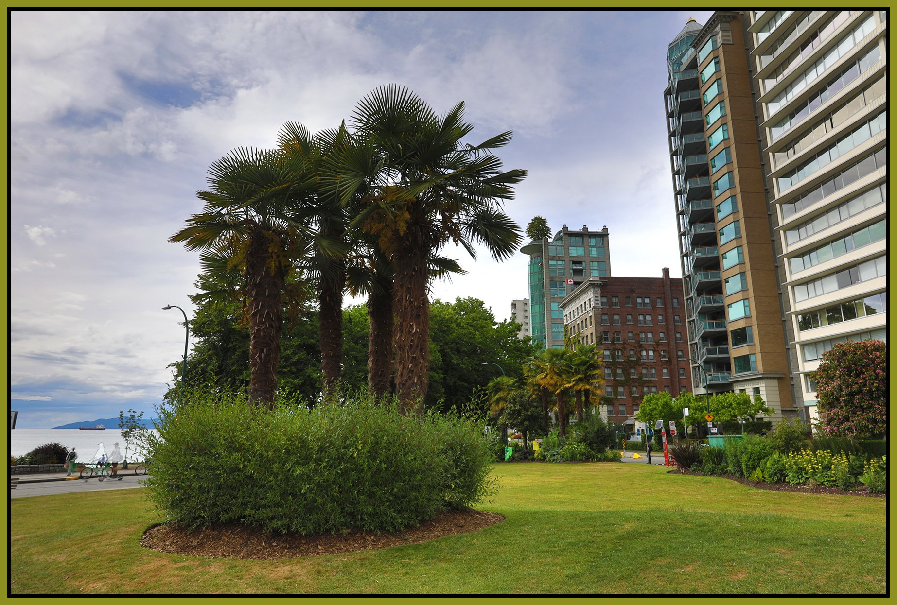 English Bay Palms_Jun 5_2026_HDR_4L4807_4x6s.jpg