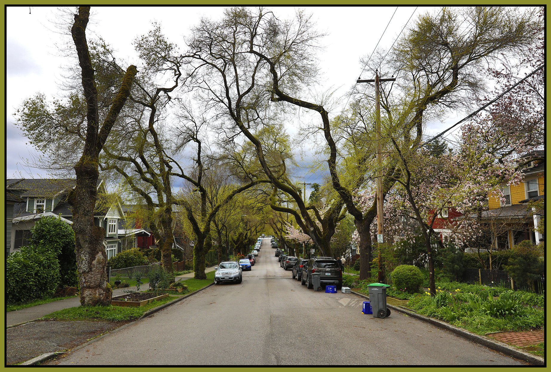 1860 E 6 th Ave Trees_Apr 19_2023_5D7403_4x6s.jpg