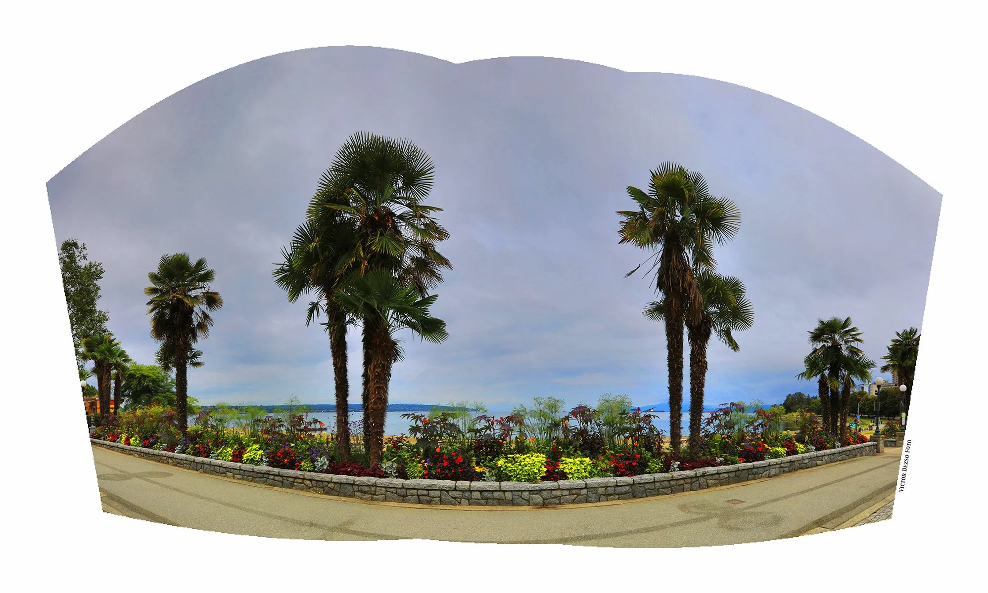 English Bay Palms_Aug 20_2024_HDR_Pan_5E8618_peWater_4x7.jpg