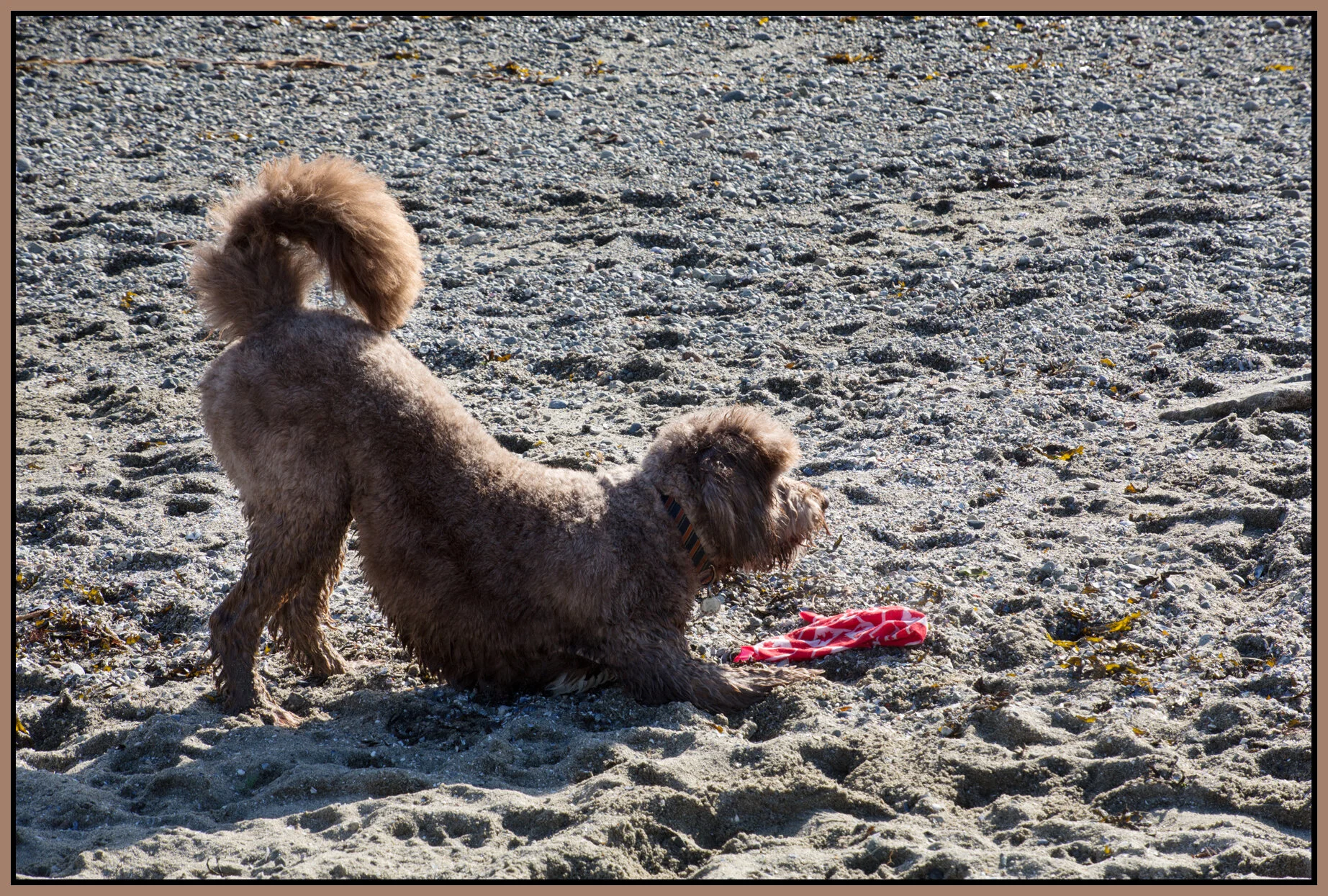 Dog at Ambleside_Feb 16_2016_HDR_K4290_4x6s.jpg