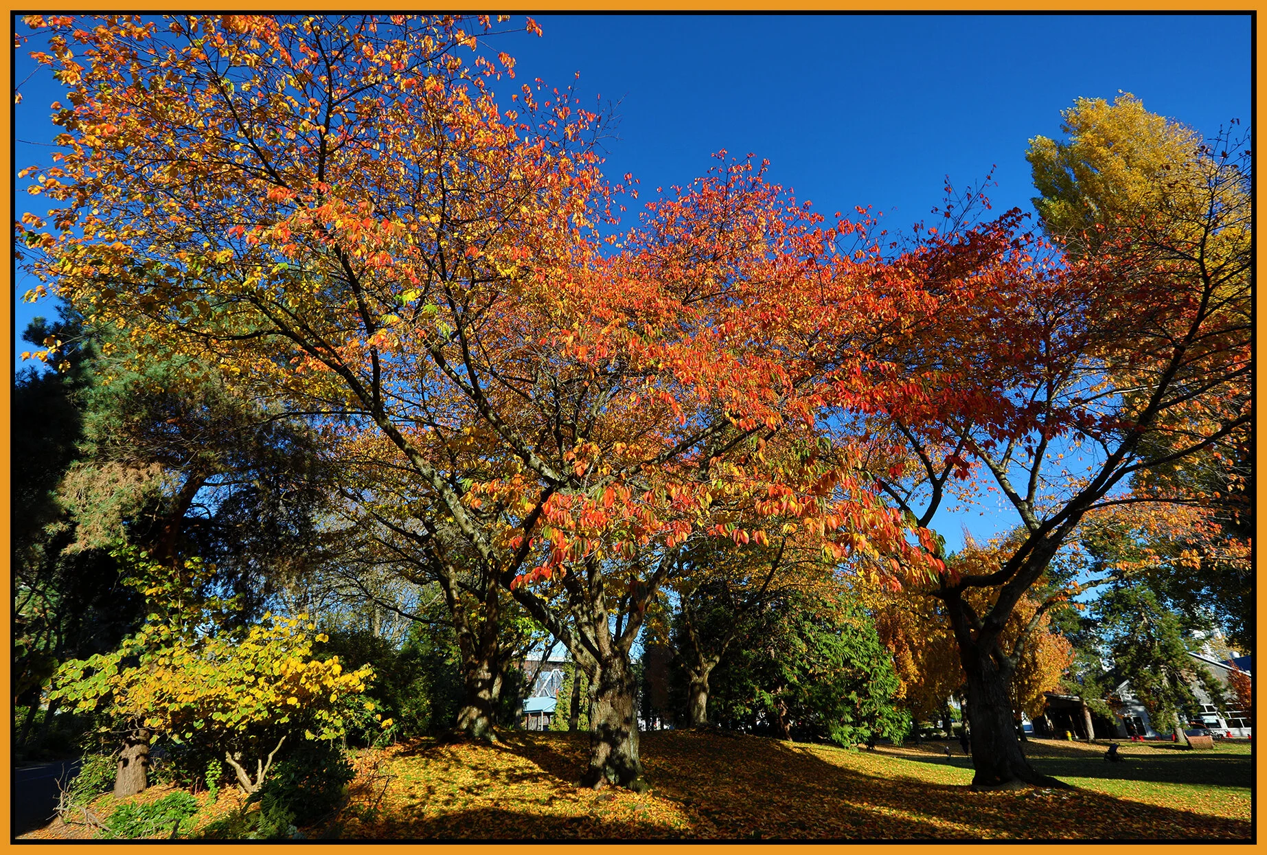 Granville Is Fall Trees_Nov 8_2020_HDR_4G3368_4x6s.jpg