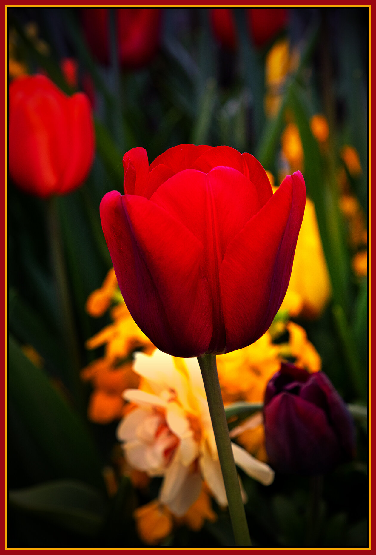 Flowers Tulips_Apr 28_2021_CR2_4G7989_peIntnseSunst_4x6s.jpg