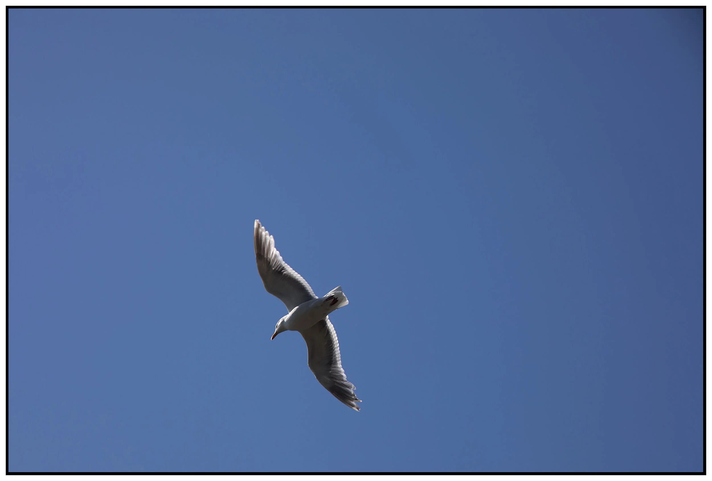 Seagull_Jul 3_2021_CR2_5A1087_4x6s1.jpg