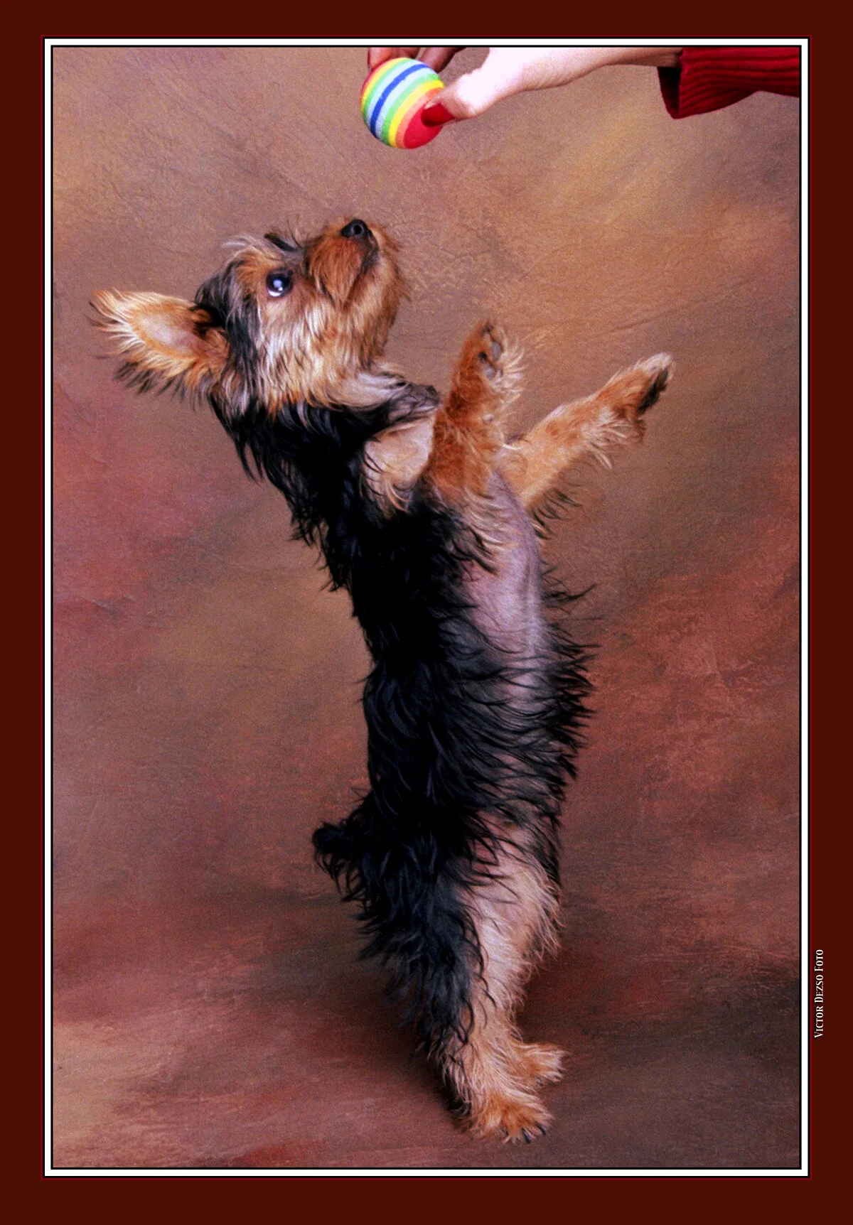 Paula's Dog_1_4x6s.jpg