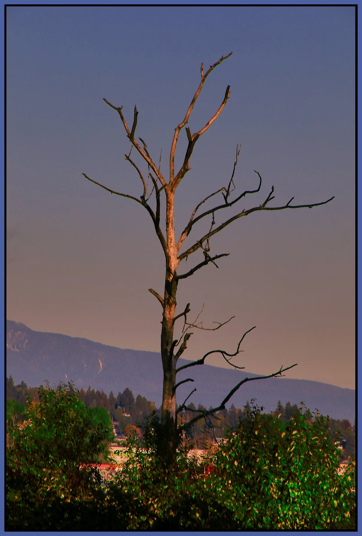 Fraser Regional Greenway Tree_Oct 26_2023_HDR_4H8957_peGrey&Green_4x6s.jpg