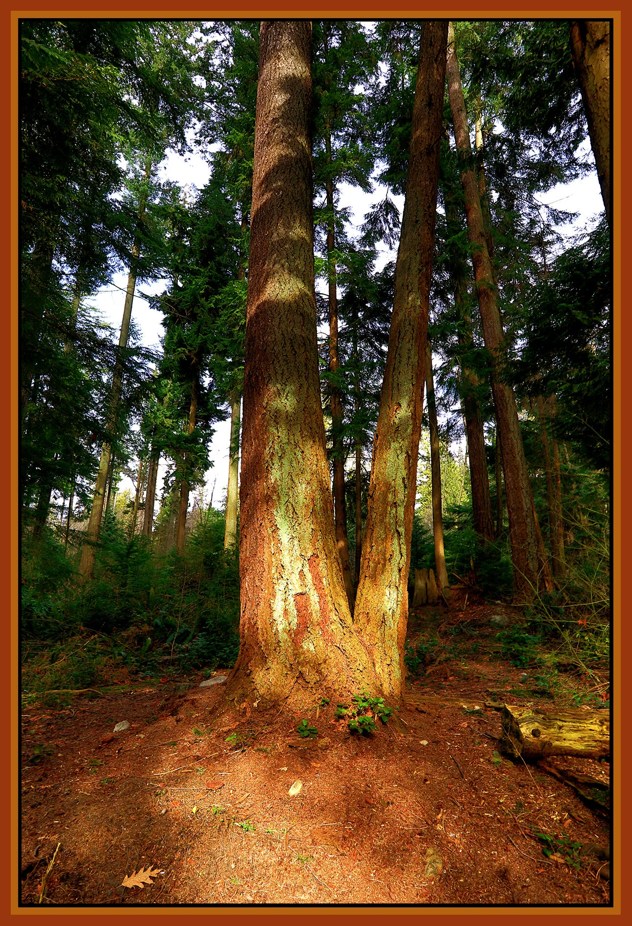 Stanley Park Trees_Mar 12_2021_HDR_5A4591_peFbColBald_4x6s.jpg