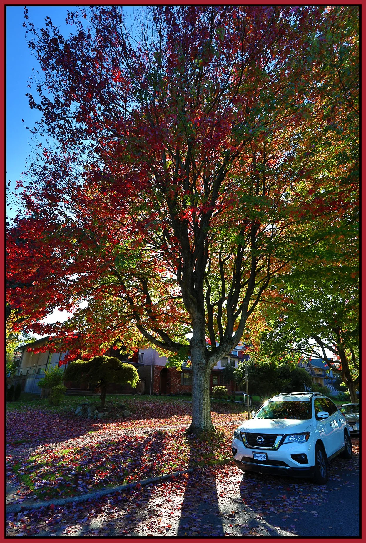 2697 Cambridge St Trees_Oct 11_2023_HDR_5C7540_4x6s.jpg