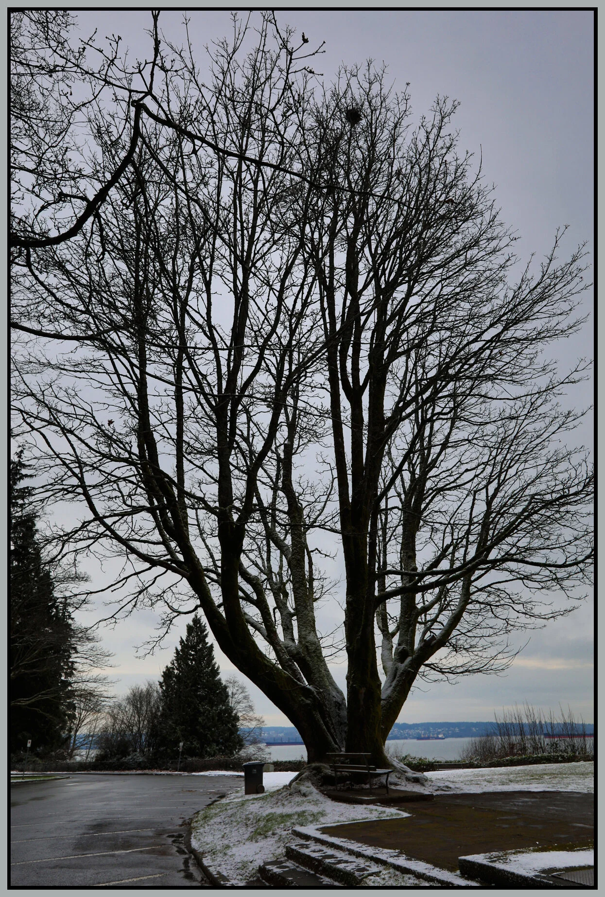 Stanley Pk Teahouse Tree_Dec 25_2017_HDR_B9363_4x6s.jpg