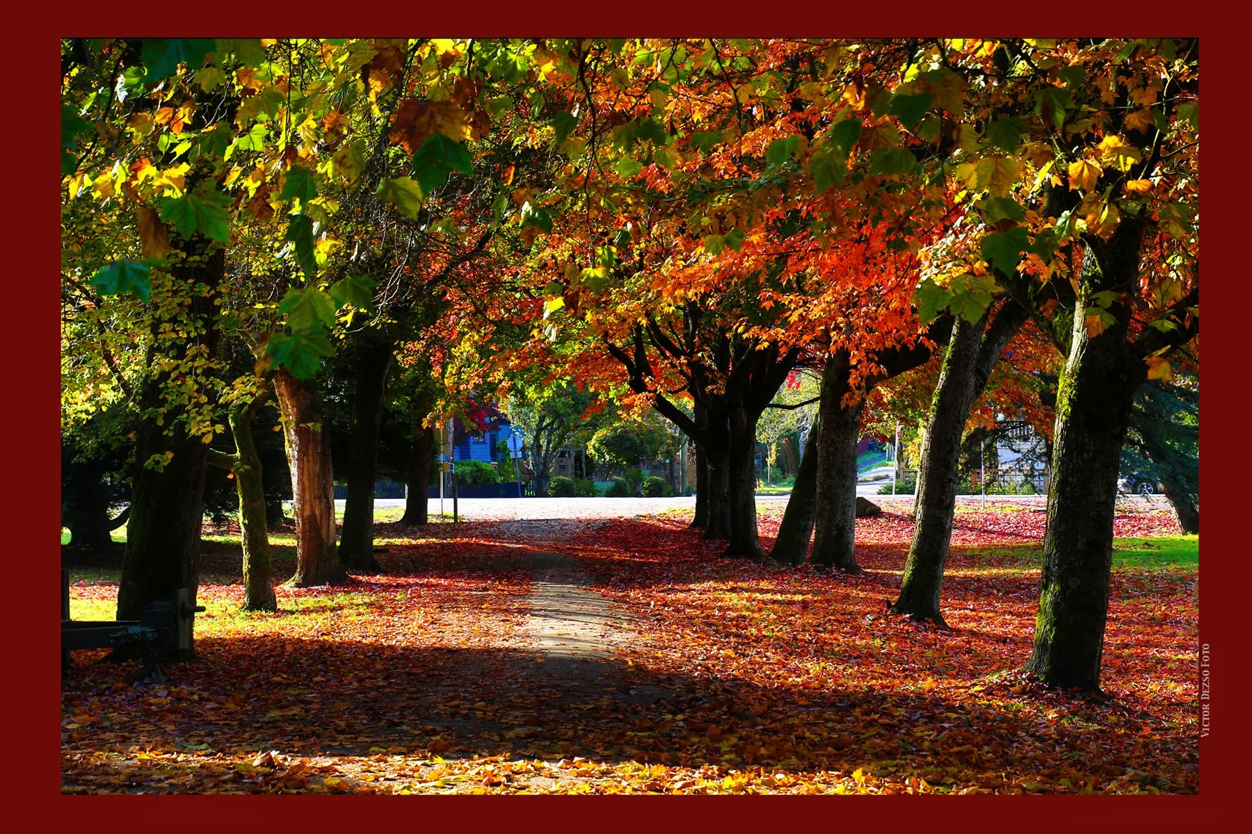 Trout Lake Trees_Oct 27_2015_HDR_H9093_peArtistic_4x6.jpg