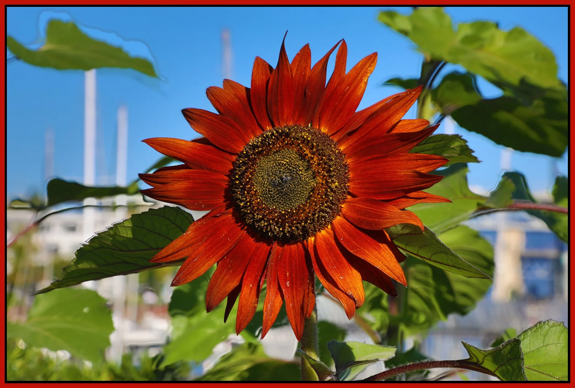 Flowers_Sunflowers_Aug 30_2024_HDR_4J3038_4x6s.jpg