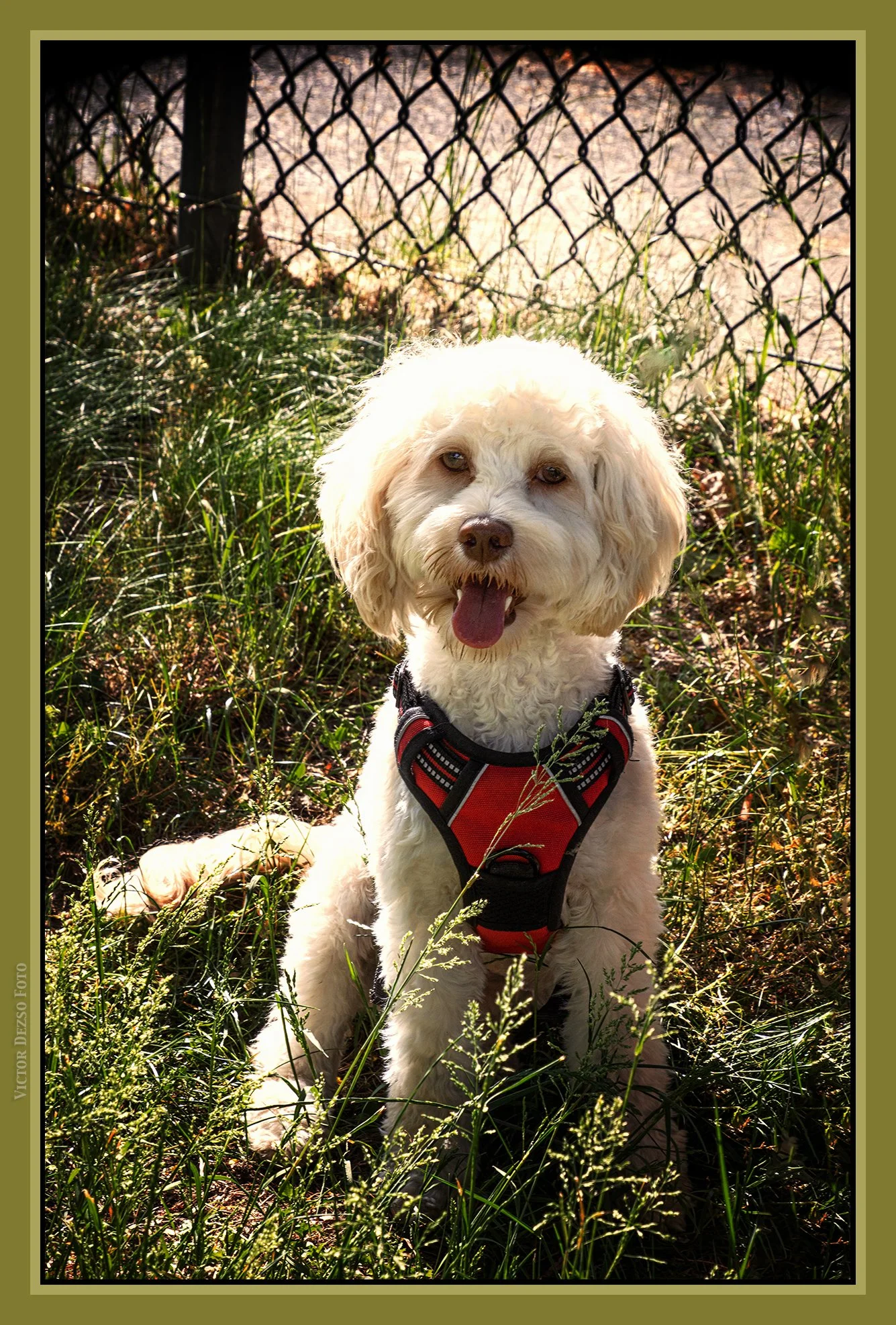 Olaf_Jun 1_2023_4H7582_peShrpfctBr_Hyprstrip_4x6ss.jpg