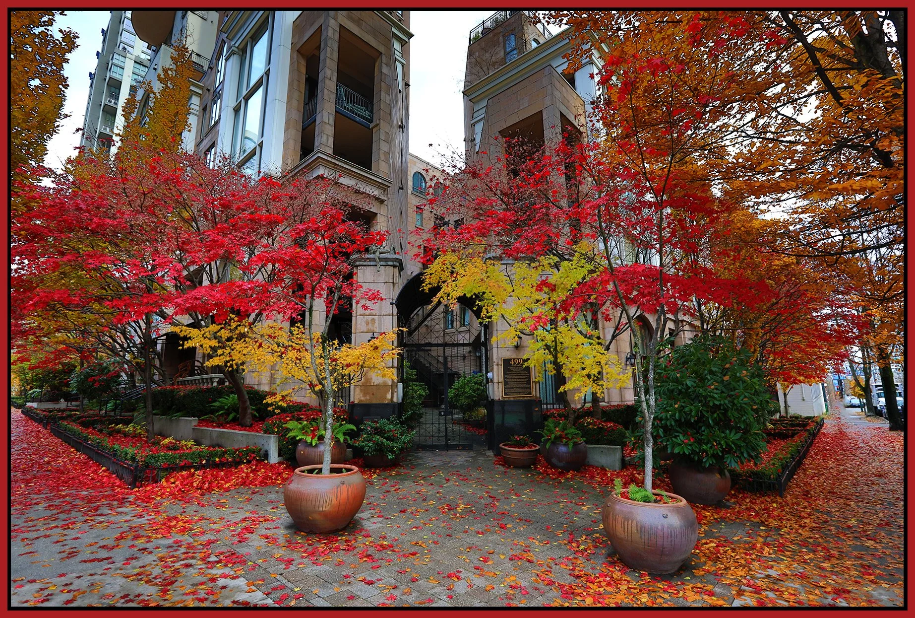 499 Drake St Trees_Nov 25_2022_HDR_5C7975_4x6s.jpg