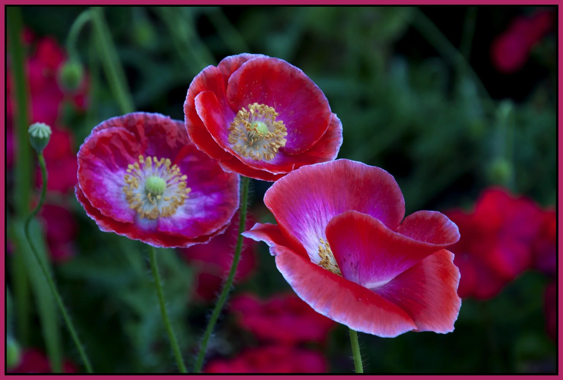 Flowers Poppies_Jul 30_2011_3733_4x6s.jpg