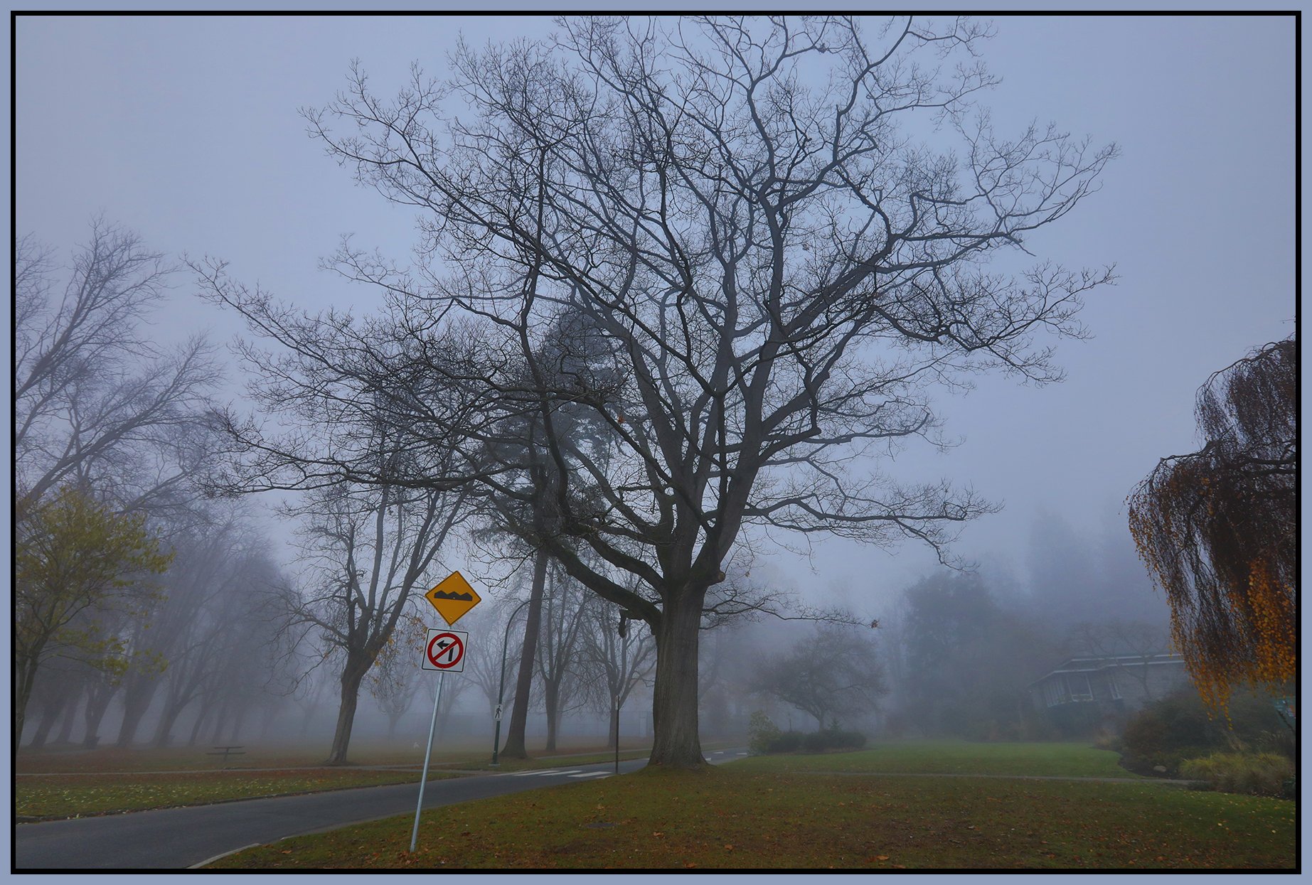 Stanley Park Trees in Fog_Nov 28_2023_HDR_5E0995_4x6s.jpg