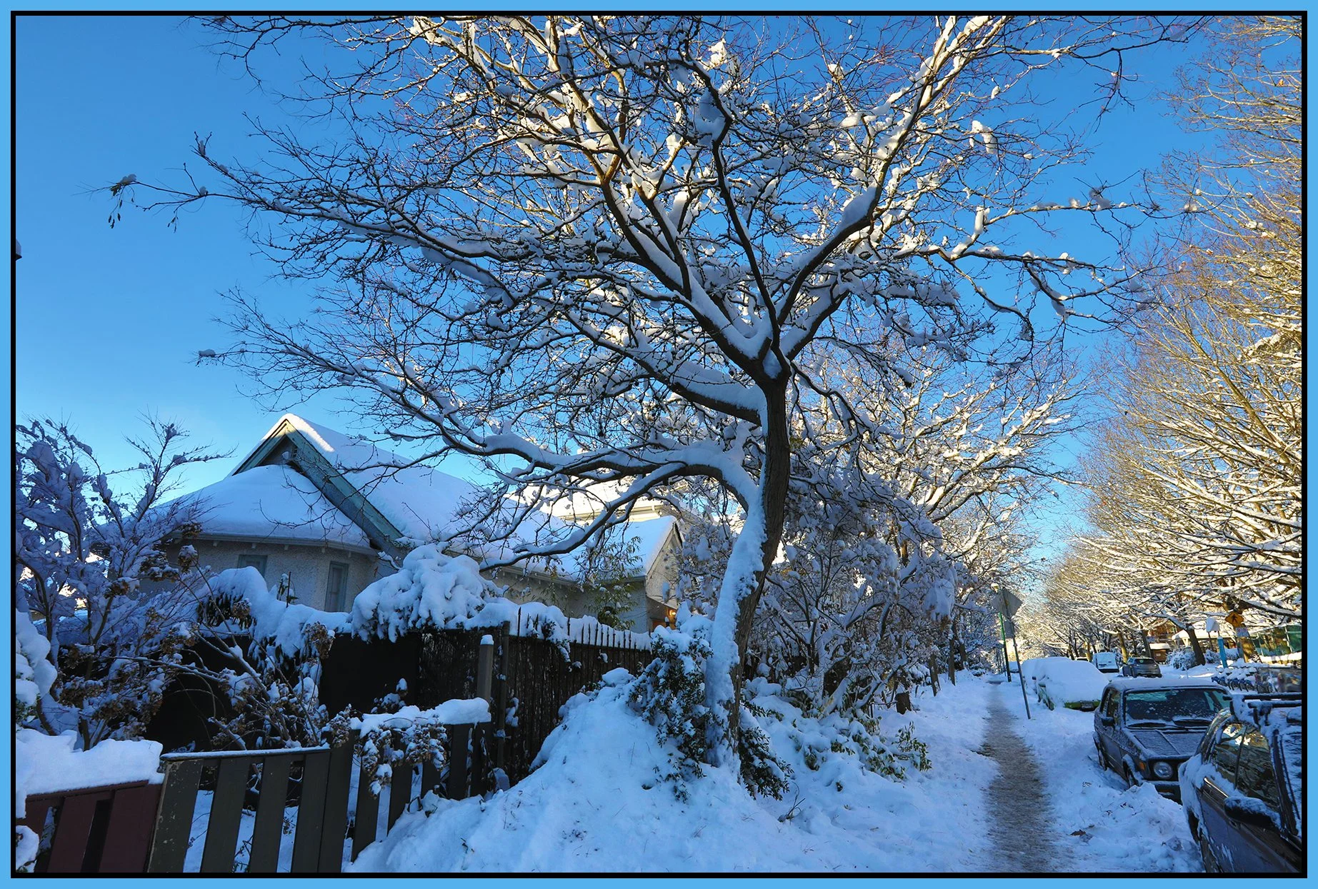 636 Keefer St Tree in Snow_Dec 21_2022_HDR_5D0443_4x6s.jpg