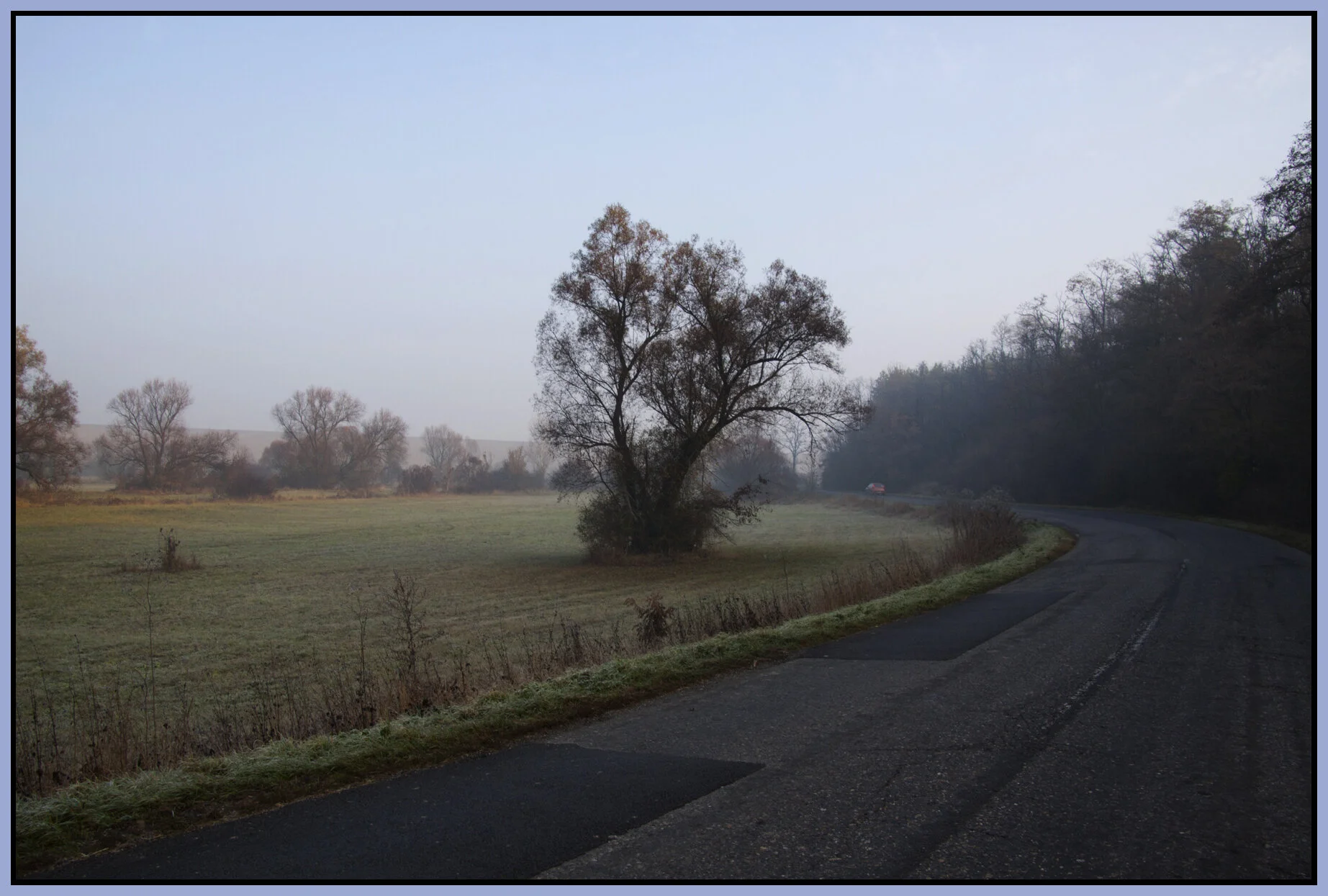Hungary Trees_Nov 4_2011_5280_4x6s.jpg