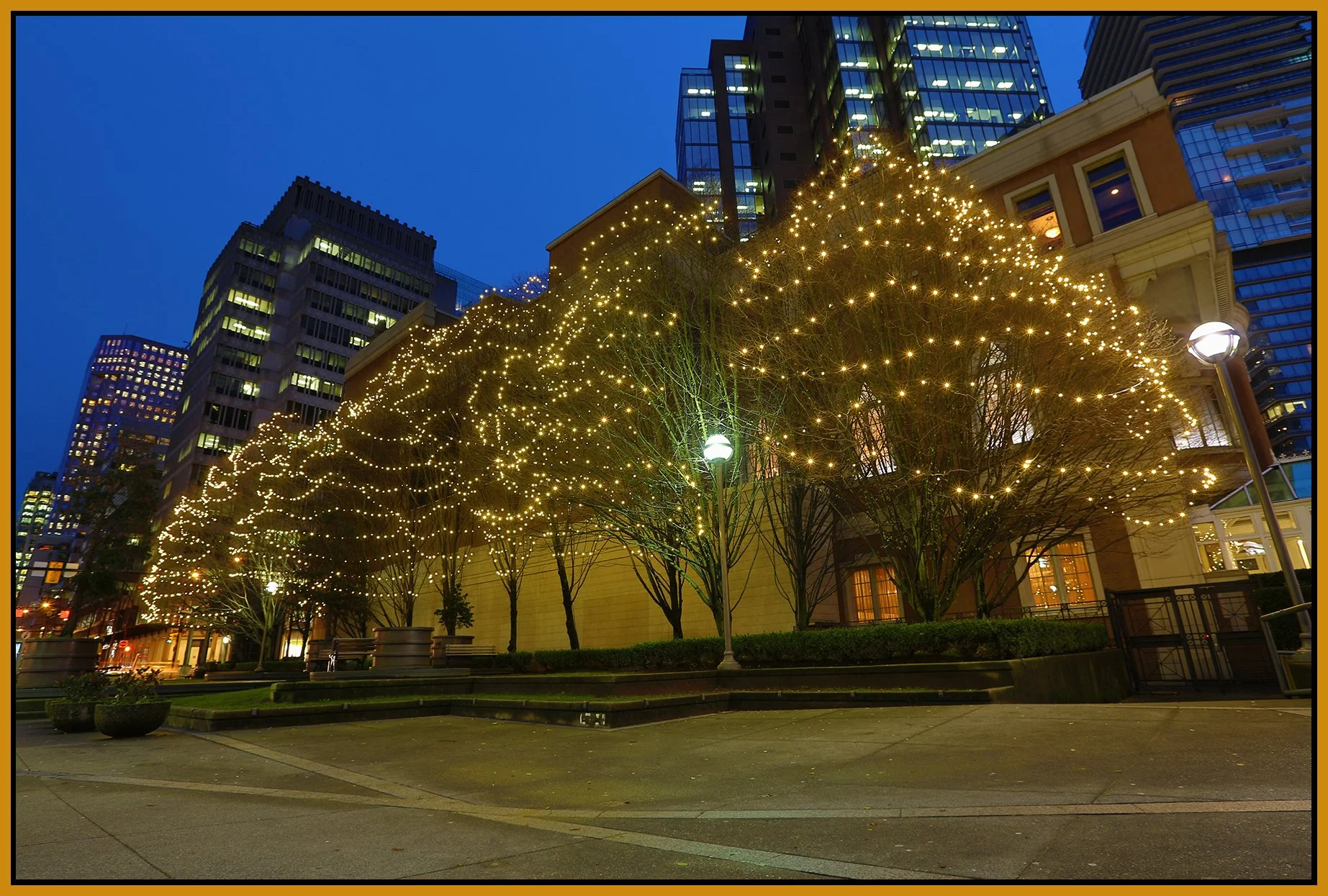Lot 19 Trees_Jan 9_2014_HDR_E1392_4x6s.jpg