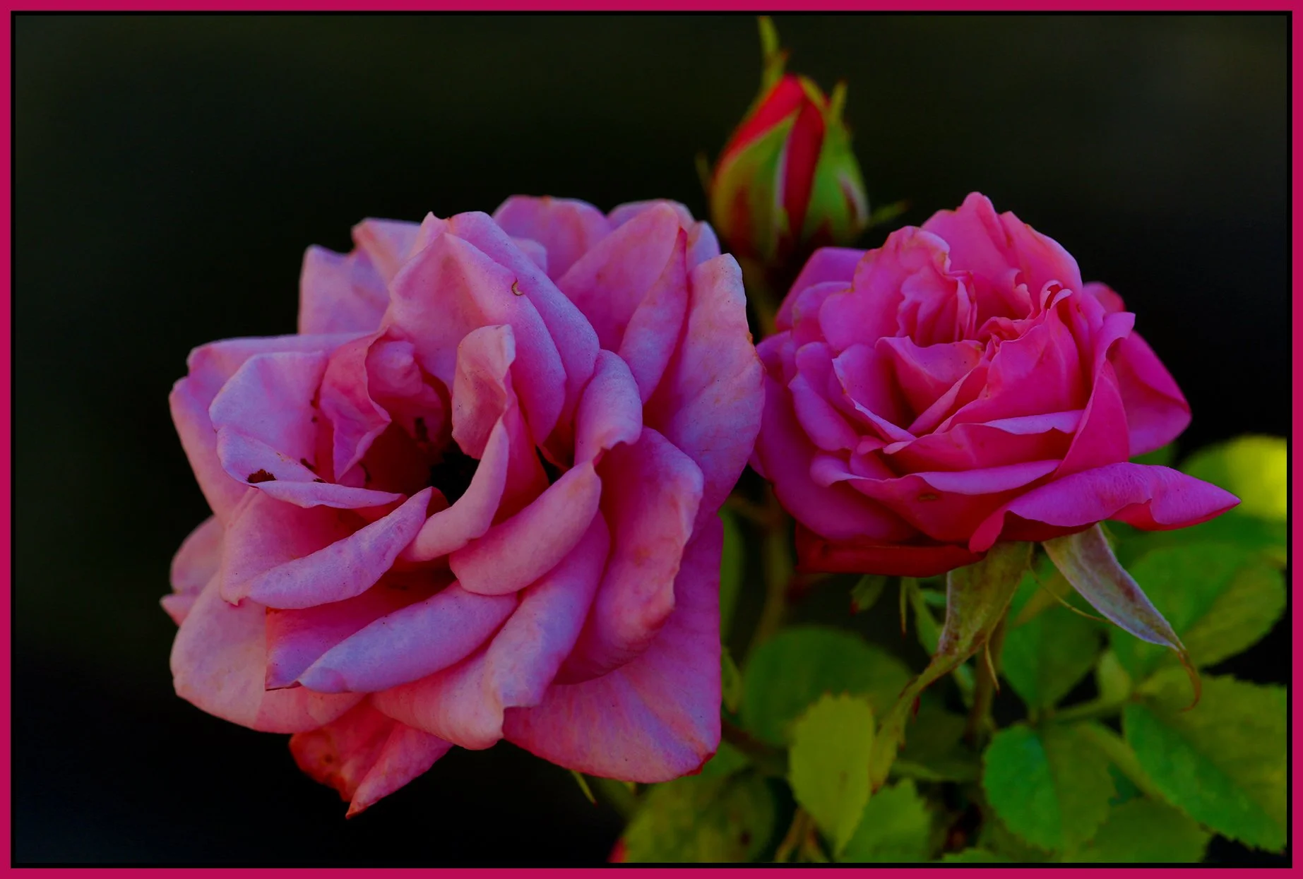 Flowers Roses_Jul 8_2014_HDR_F6227_4x6s.jpg