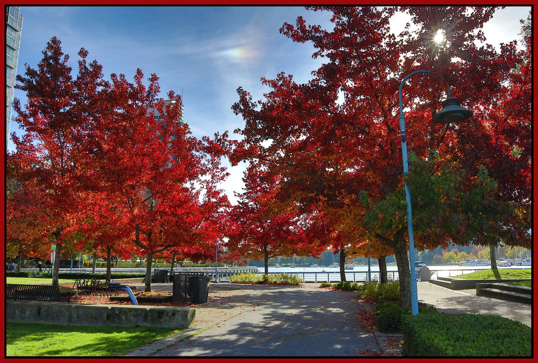 Concord Pacific Trees LkgE_Oct 15_2026_HDR_4L5009_4x6s.jpg