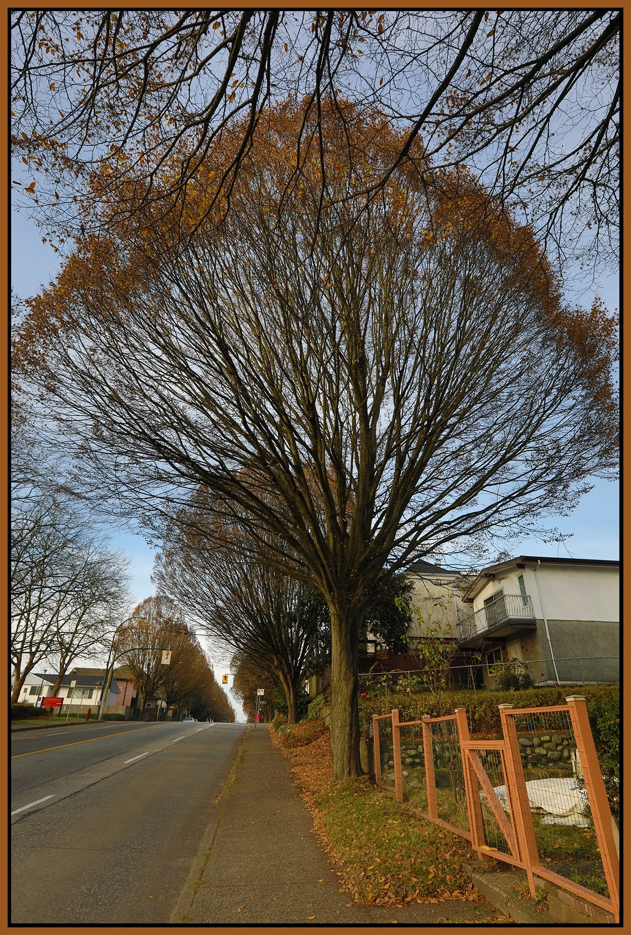 800 Prior Trees_Nov 20_2018_HDR_D3307_4x6s.jpg