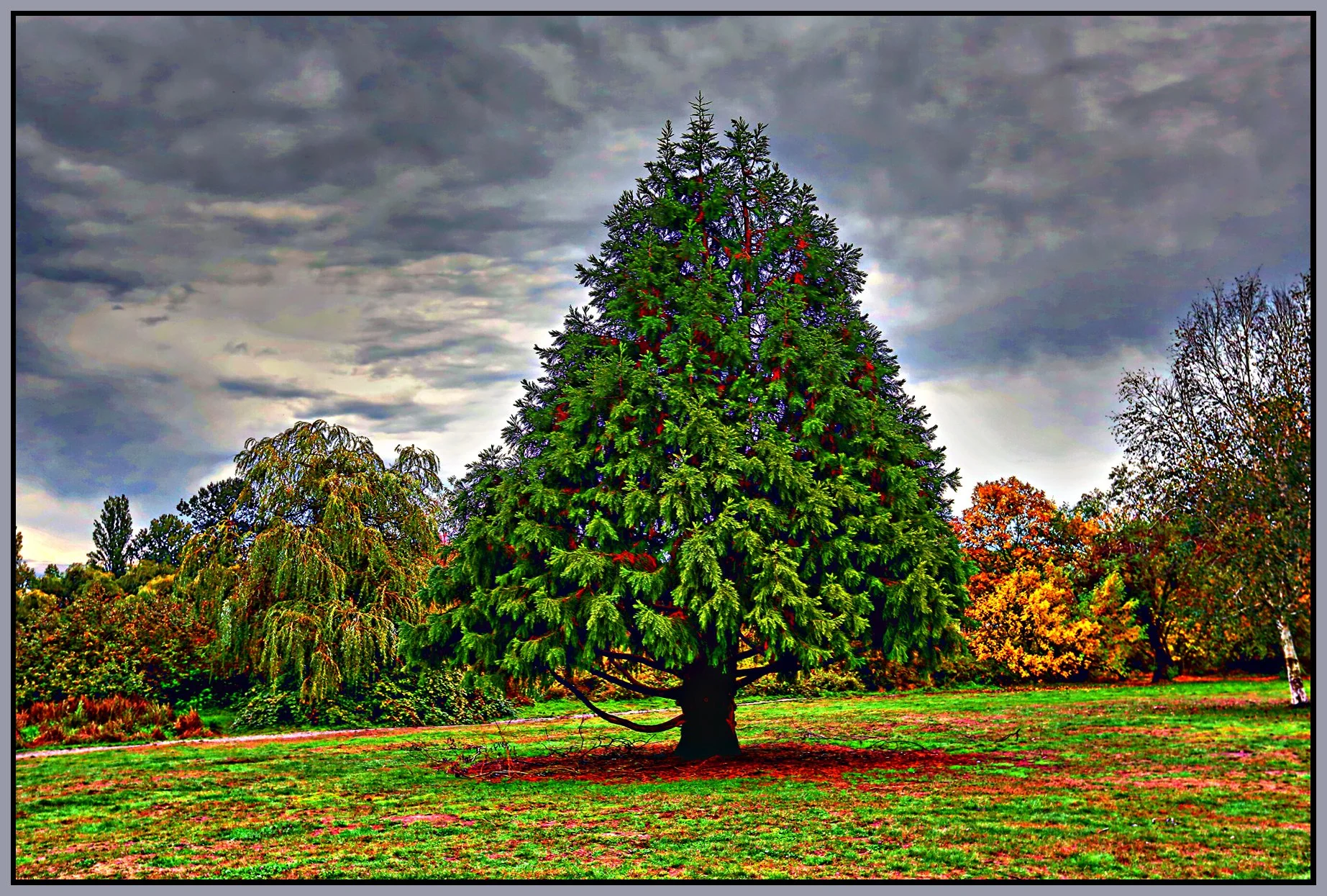 Trout Lake Trees_Oct 8_2015_HDR_H3503_peHdrnoise_4x6s.jpg