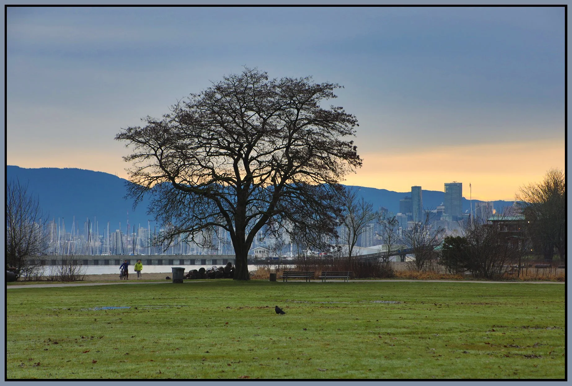 Jericho Beach Park Tree_Feb 4_2026_HDR_5F5903_4x6s.jpg