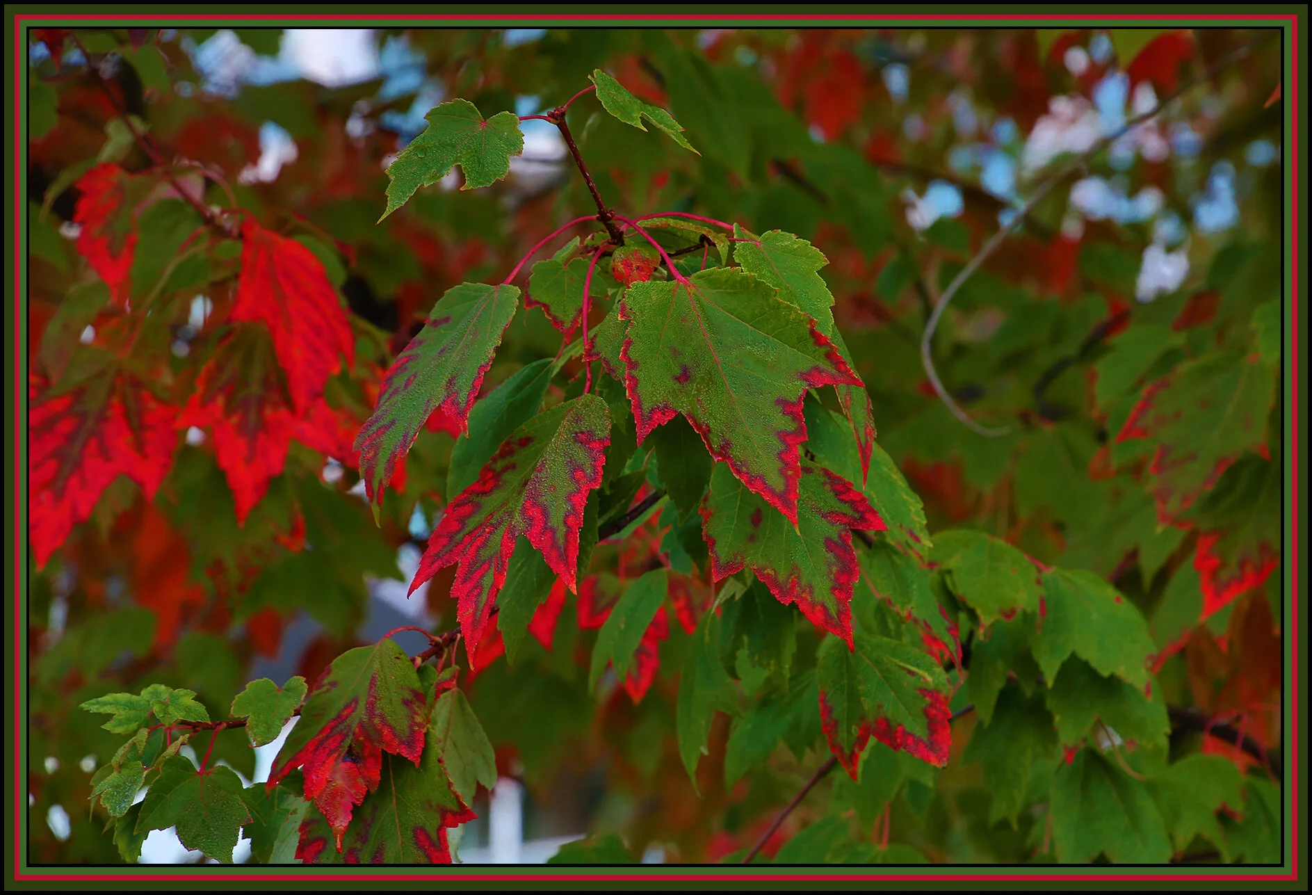 Fall Leaves_Oct 21_2018_HDR_A9866_4x6s.jpg