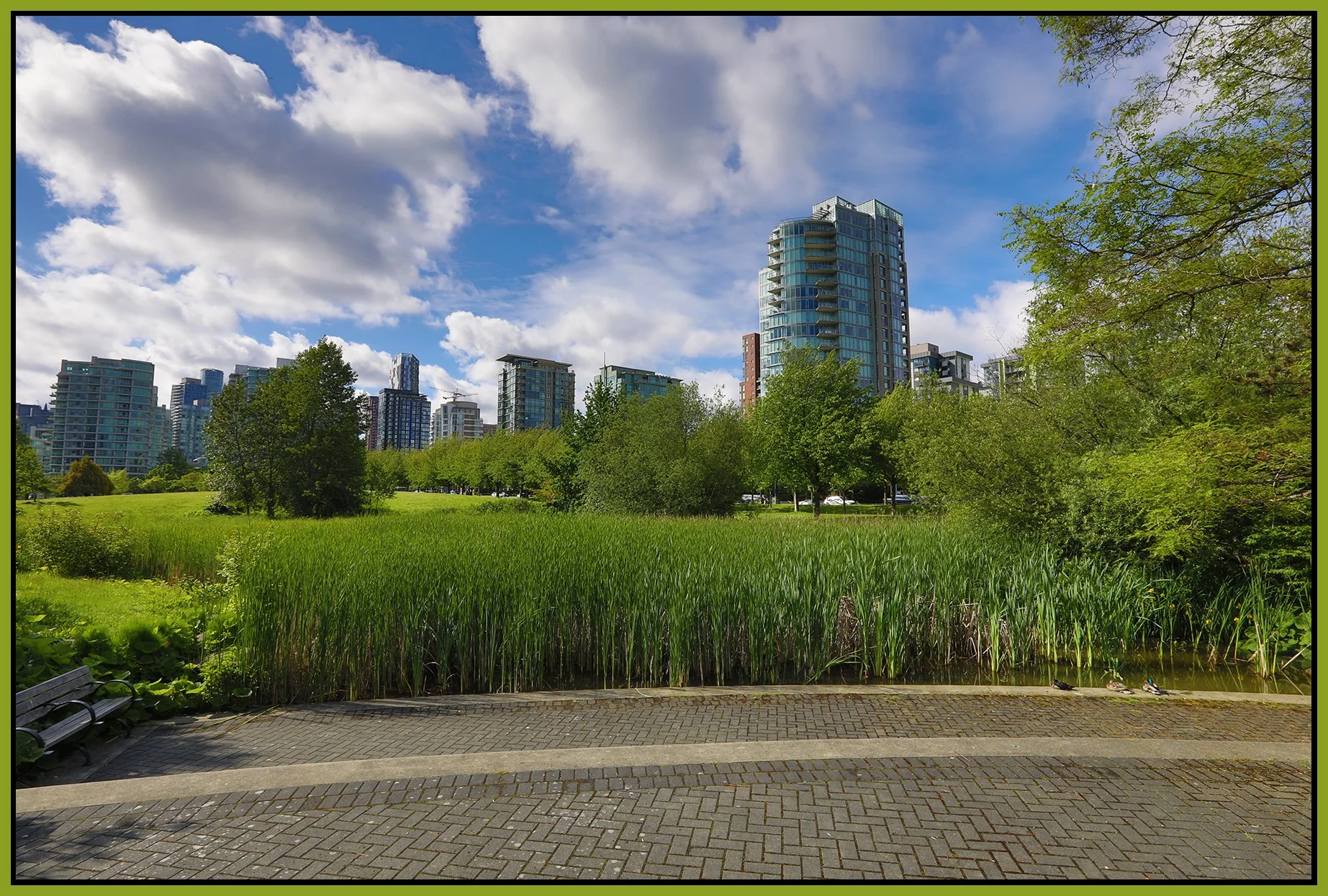 Devonian Park Bullrushes_Jun 6_2022_HDR_5B6945_4x6s.jpg