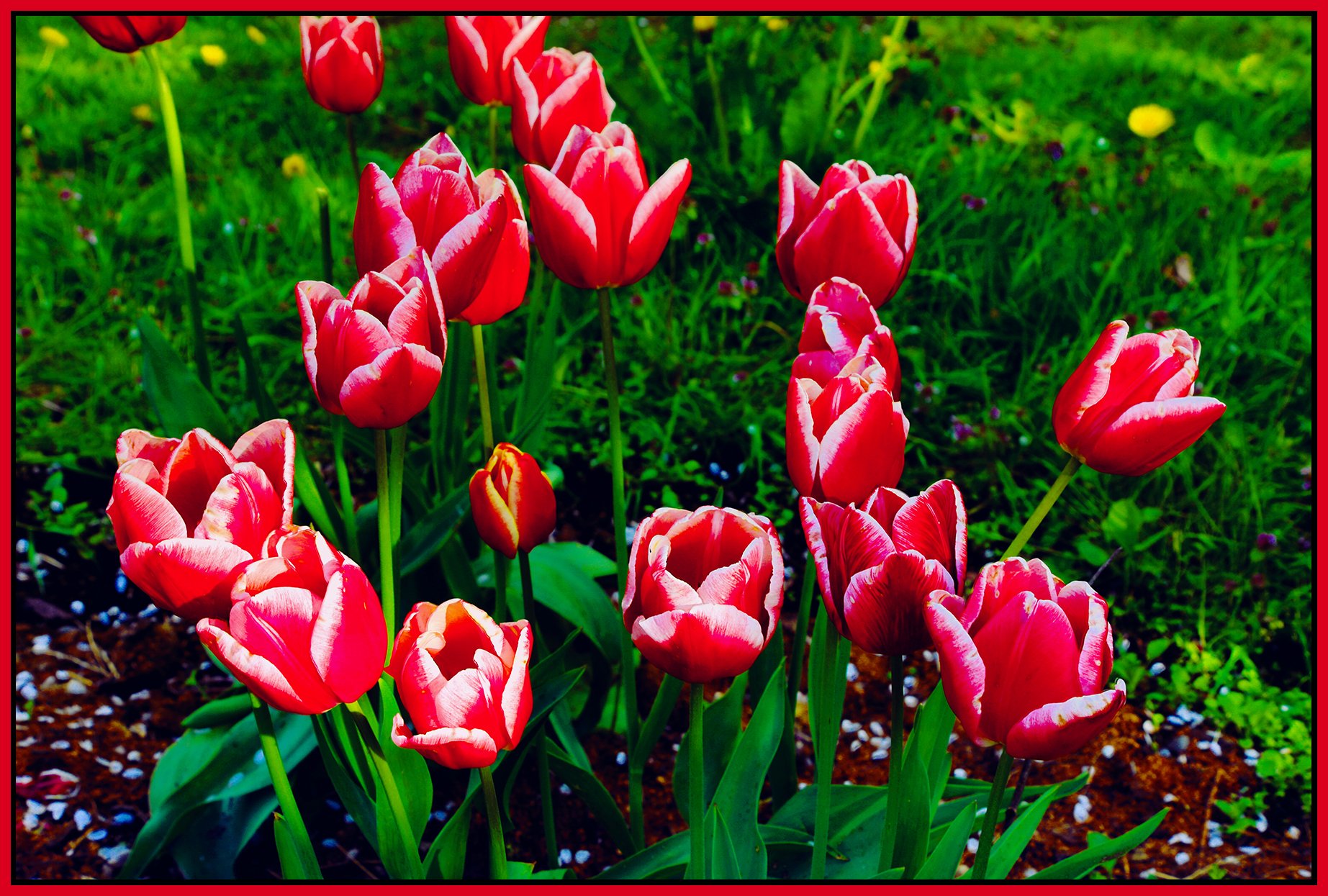 Flowers Tulips_May 7_2023_HDR_4H7183_pePrfctSkin_EWGT_Pop_4x6s.jpg