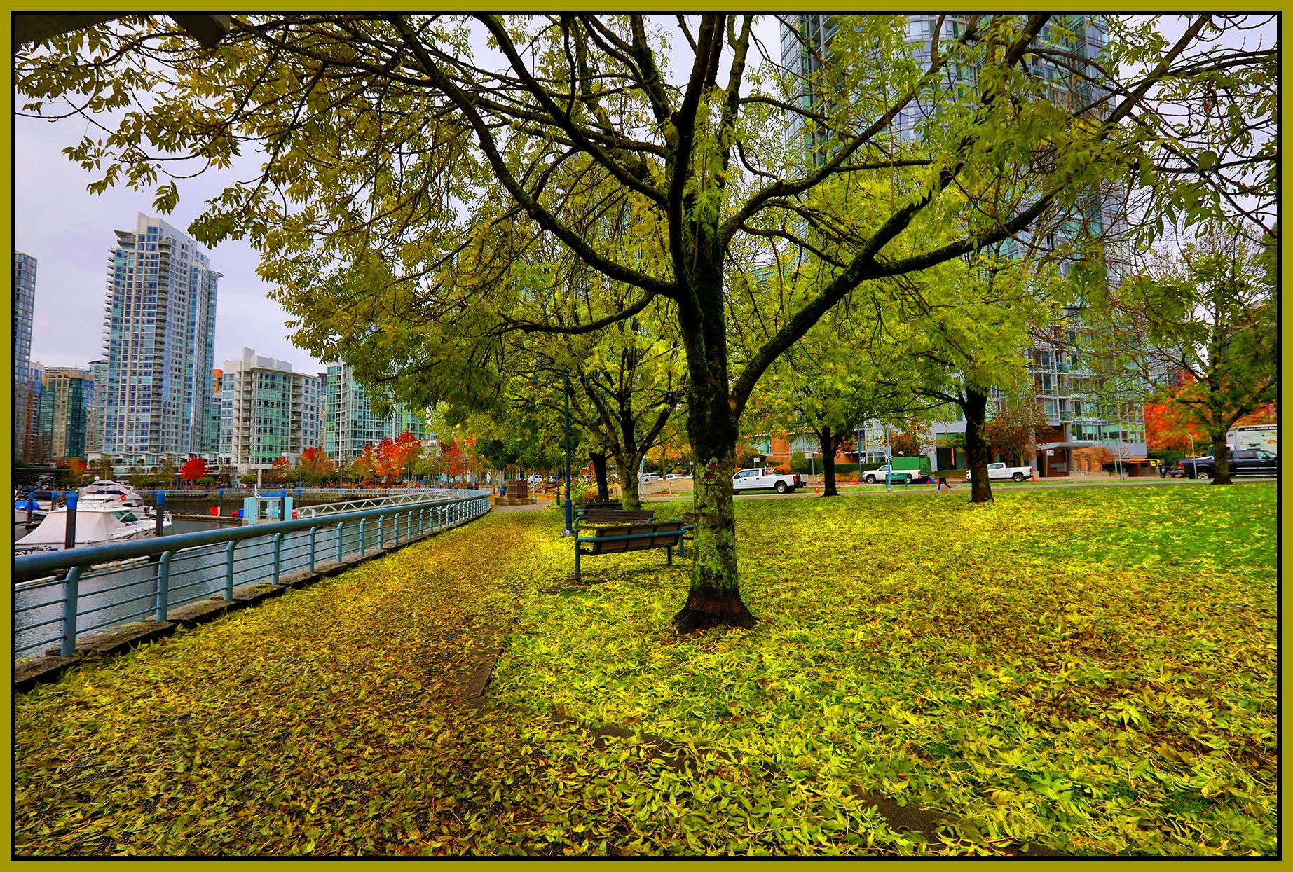 Concord Pacific Trees_Nov 25_2020_HDR_4G6224_peUrVivid_Expmrg_4x6s.jpg