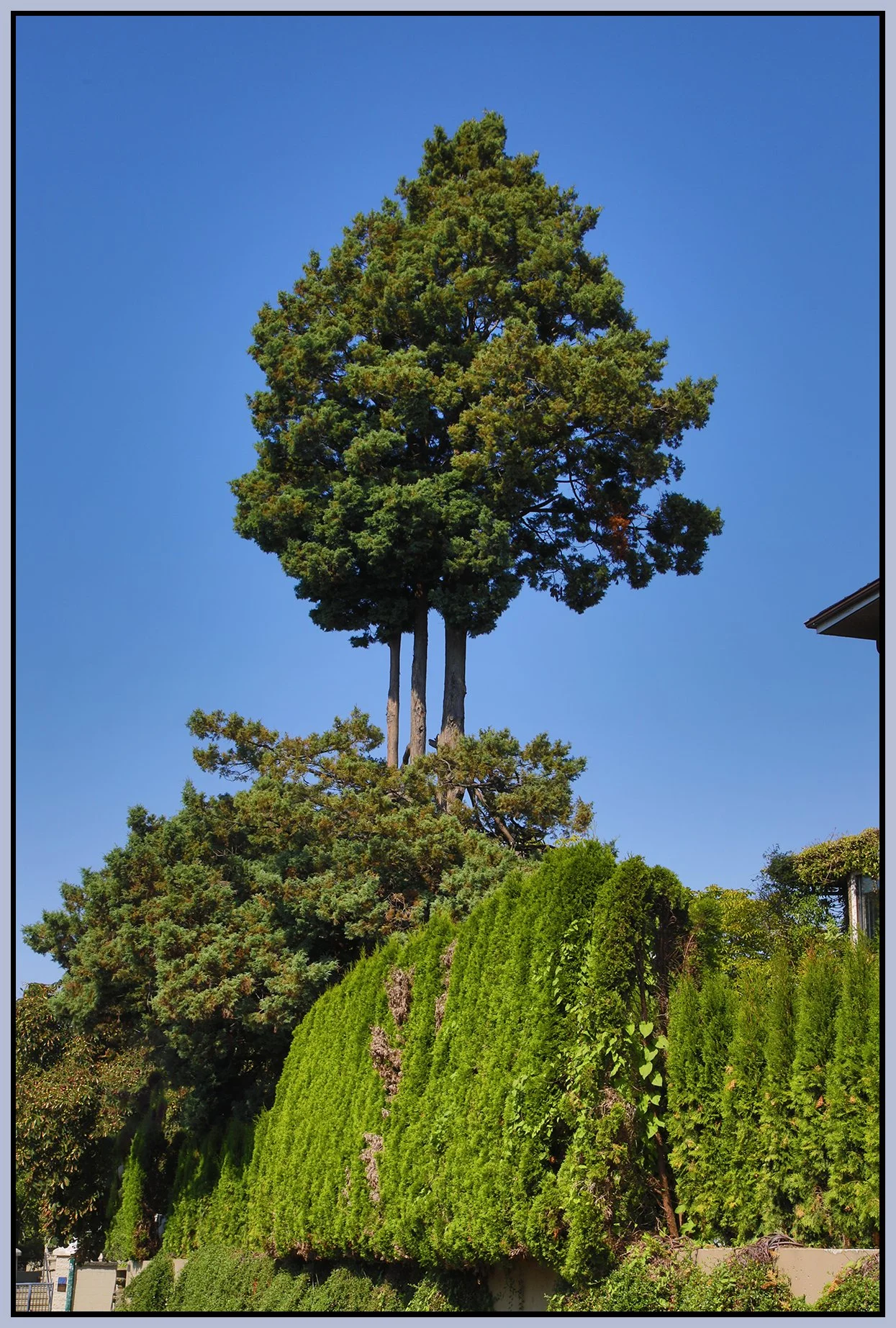 1122 Salsbury Tree_Aug 14_2024_HDR_5E8382_4x6s.jpg