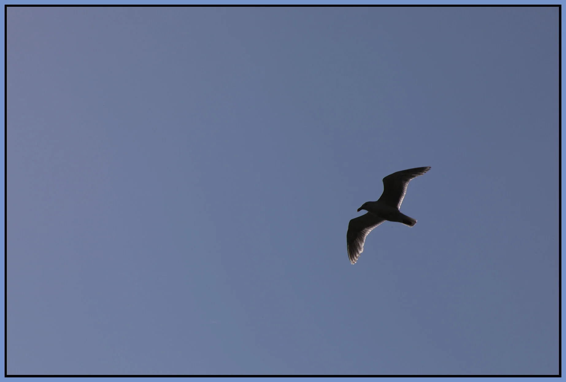 Seagull_Jul 13_2021_5A3201_4x6s.jpg