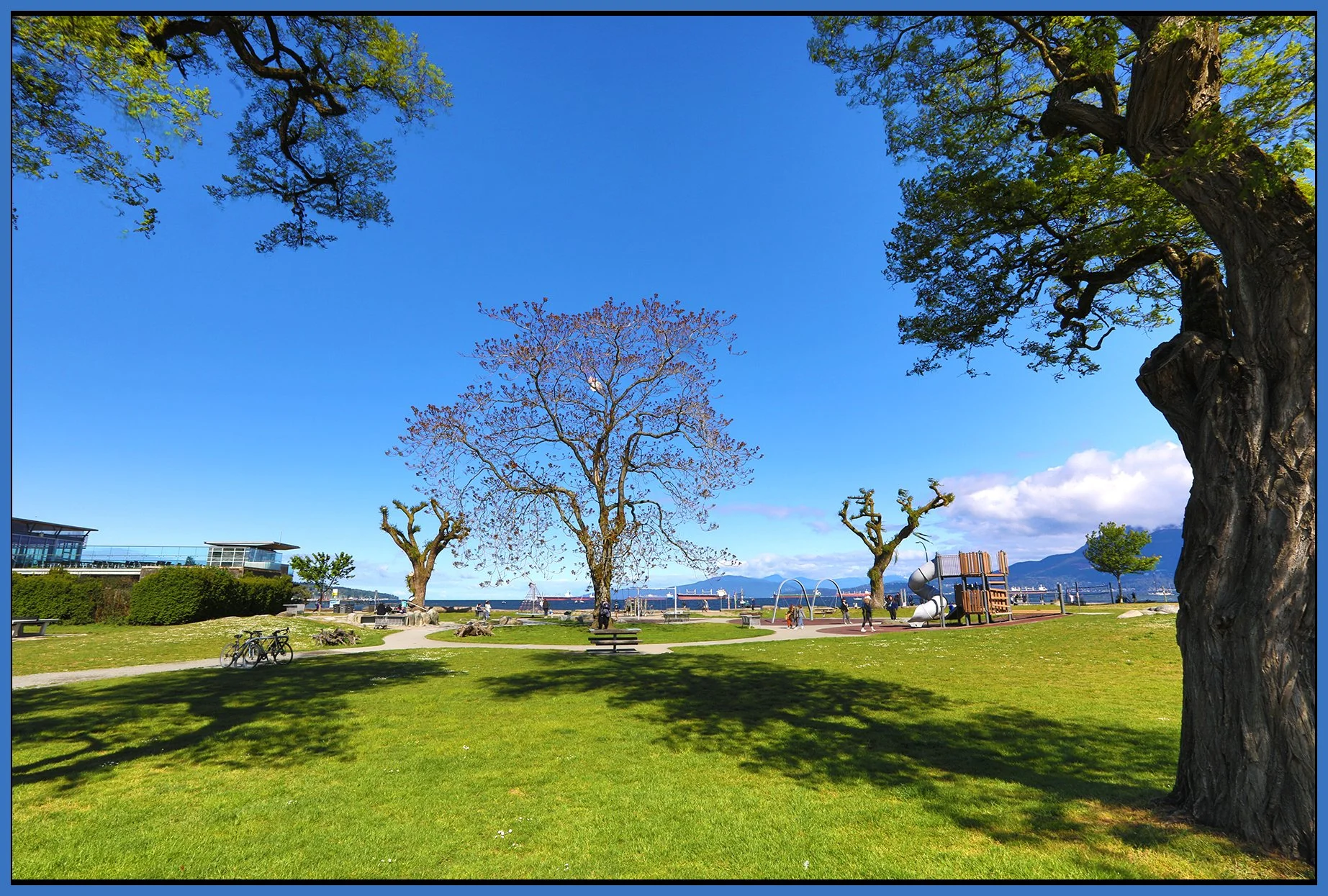 Kits Beach Trees_May 19_2025_HDR_5F2953_4x6s.jpg